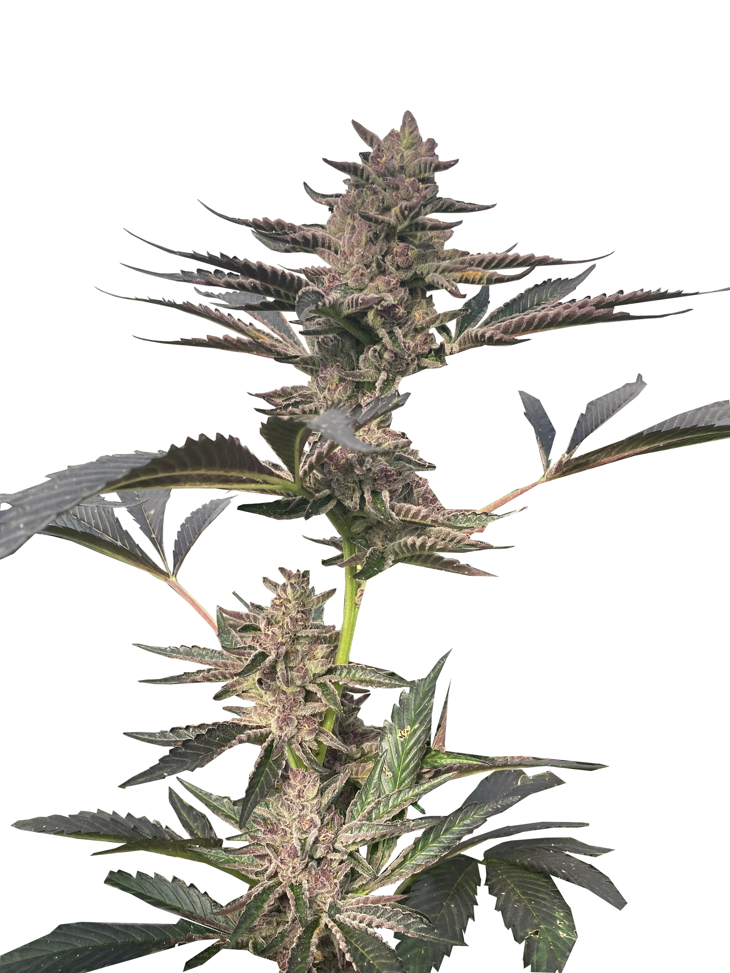 Tropical Gelato Cannabis Clones - Highline Nursery