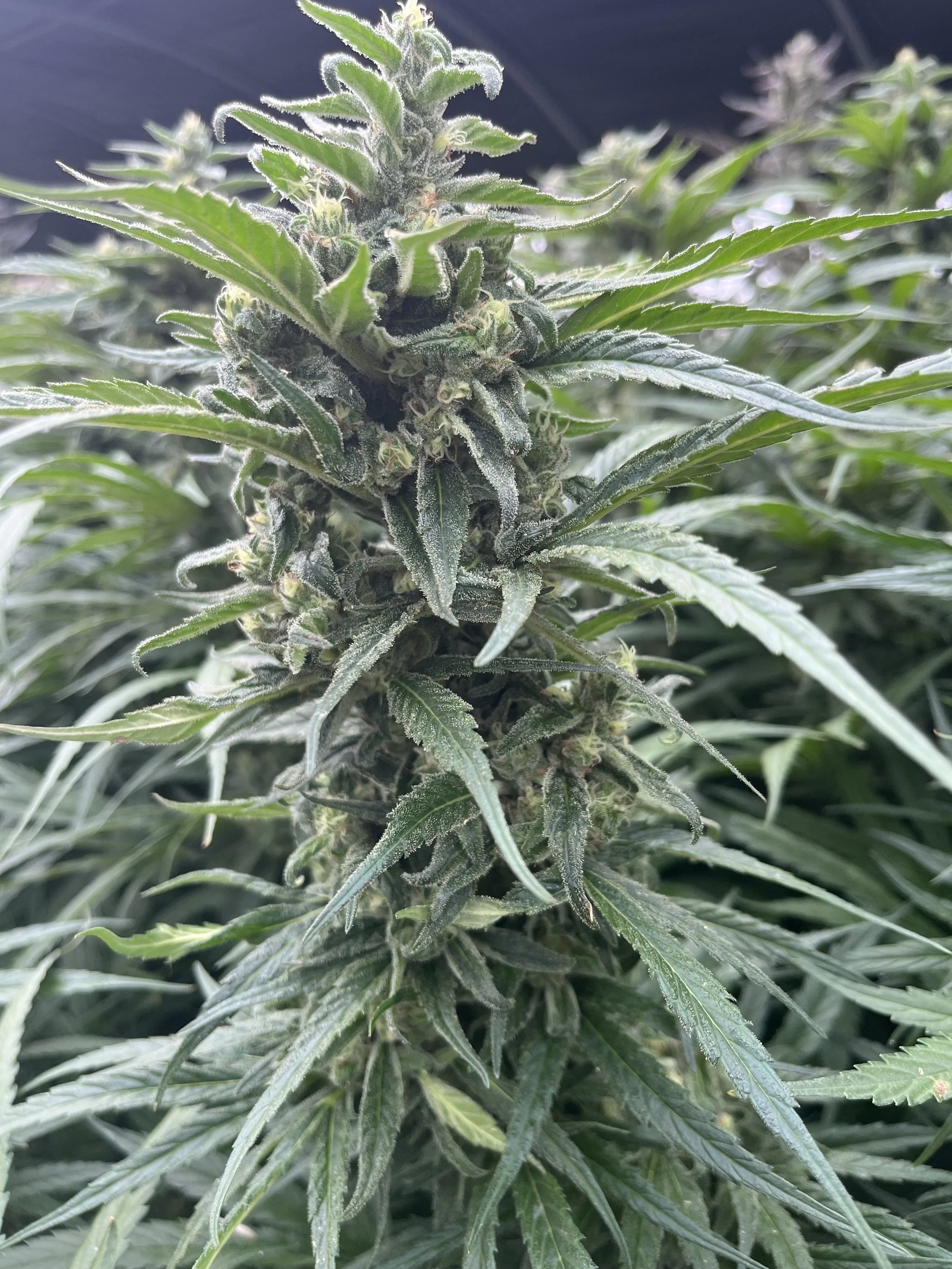 Blue Dream (Santa Cruz Cut) Cannabis Clones - Highline Nursery