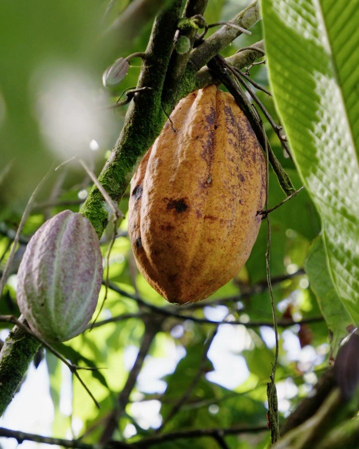 For chocolate lovers worldwide, this hands on cacao tour in the lush rolling jungle hills of the Dominican Republic should be at the top of your list. 

Learn about the ancient cacao rituals, remedies, and harvest techniques - finished with a warm cu
