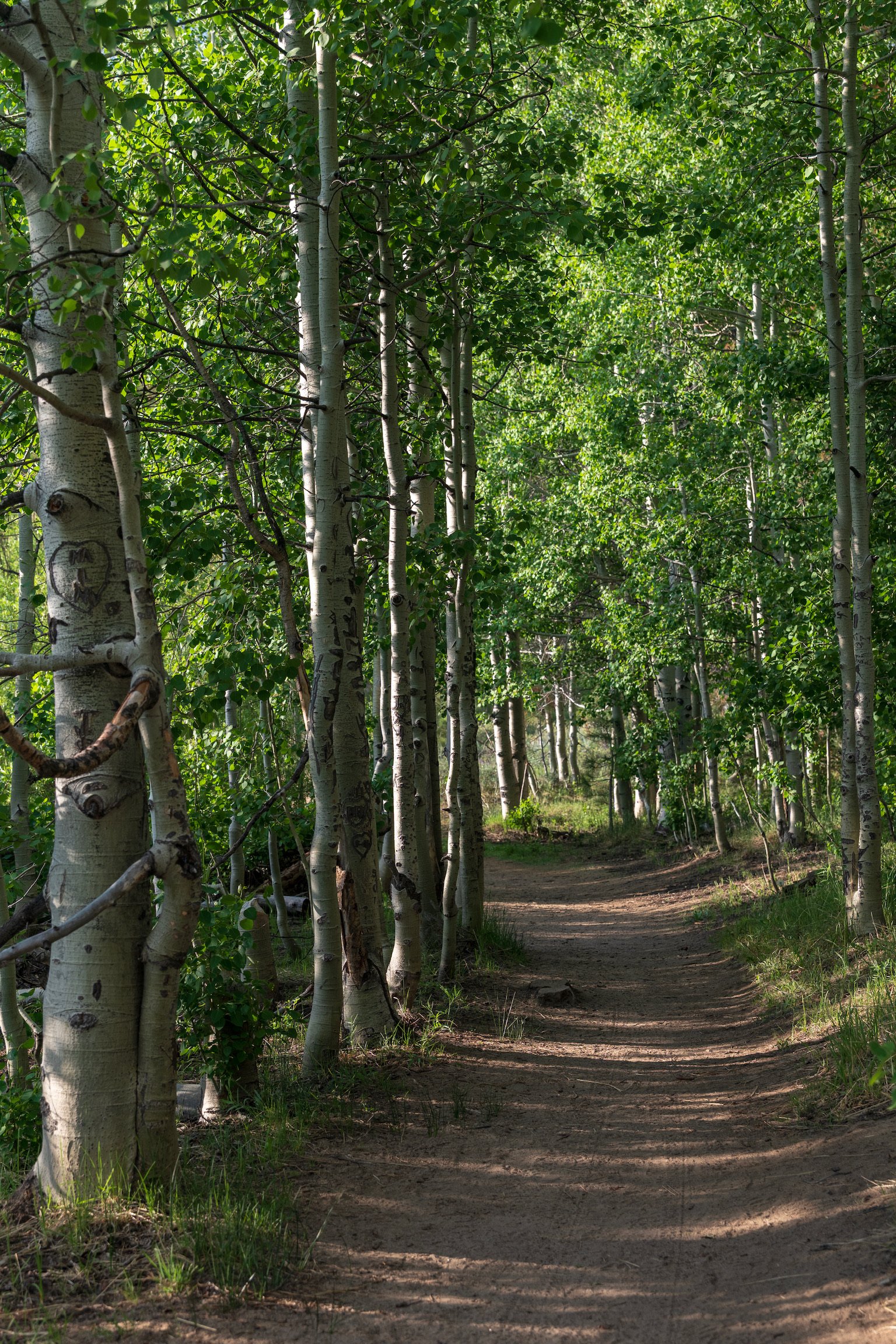 Path of Aspens.jpeg