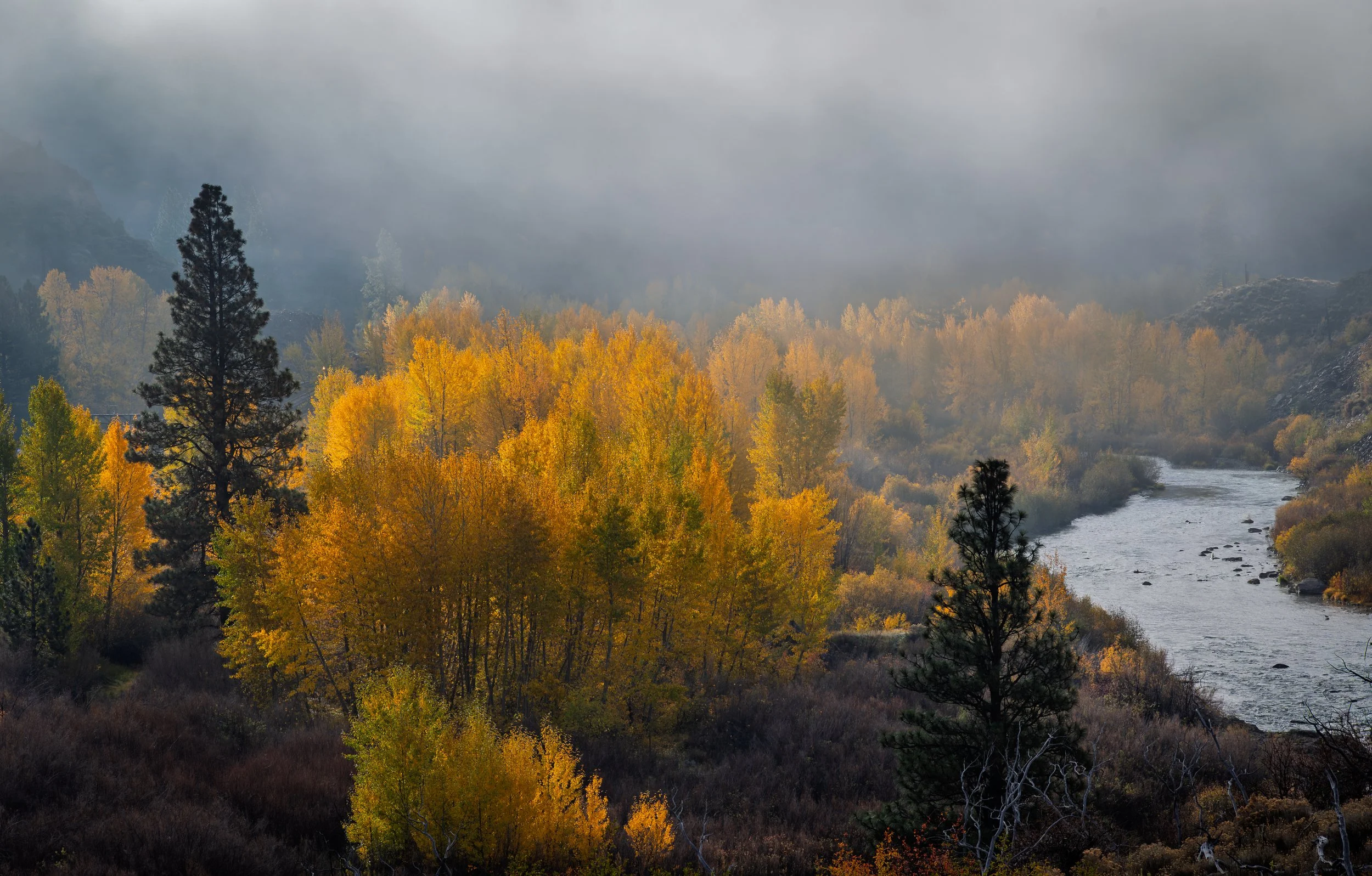 Truckee River Gold