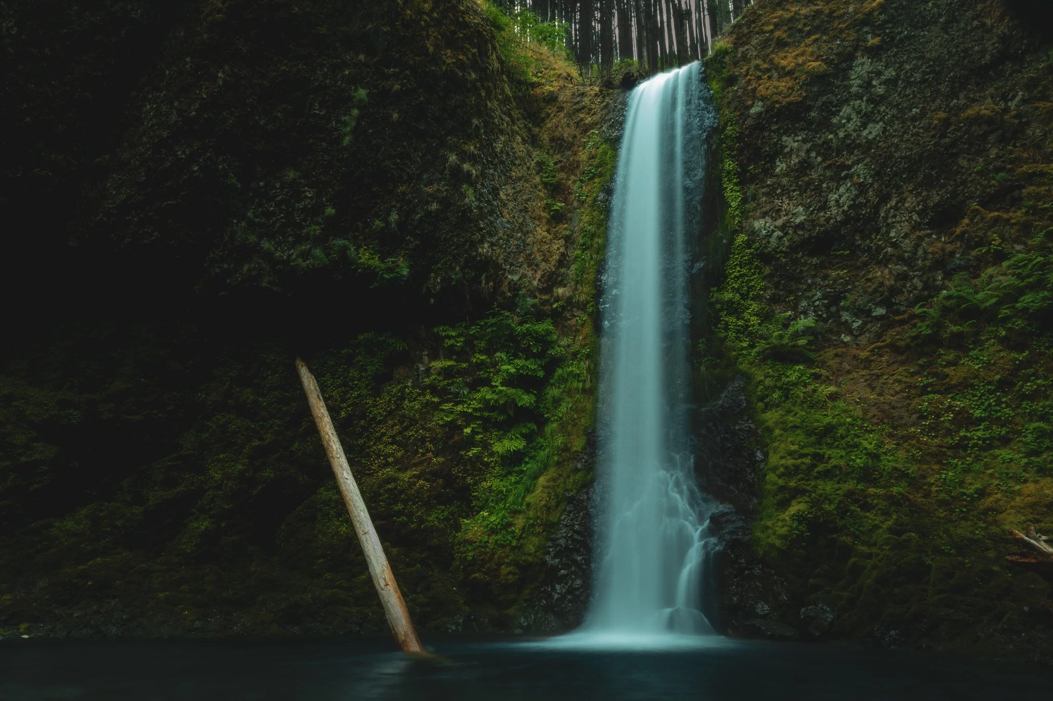 A tall waterfall cascading down moss-covered rocks into a dark pool below, with a fallen tree leaning against the rocks in the foreground, surrounded by dense green foliage.