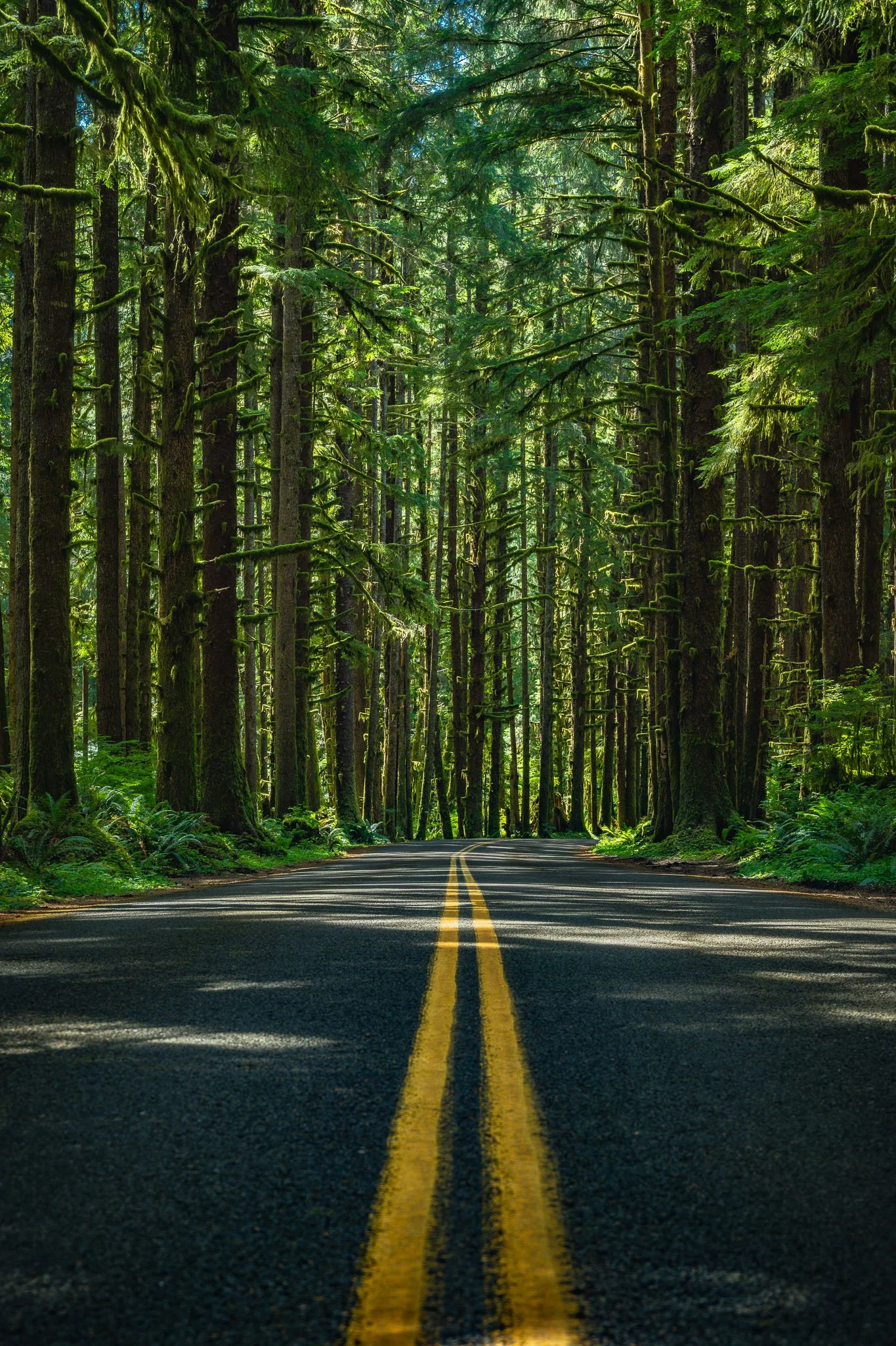 A paved road with yellow double lines running through a dense, green forest with tall trees covered in moss.