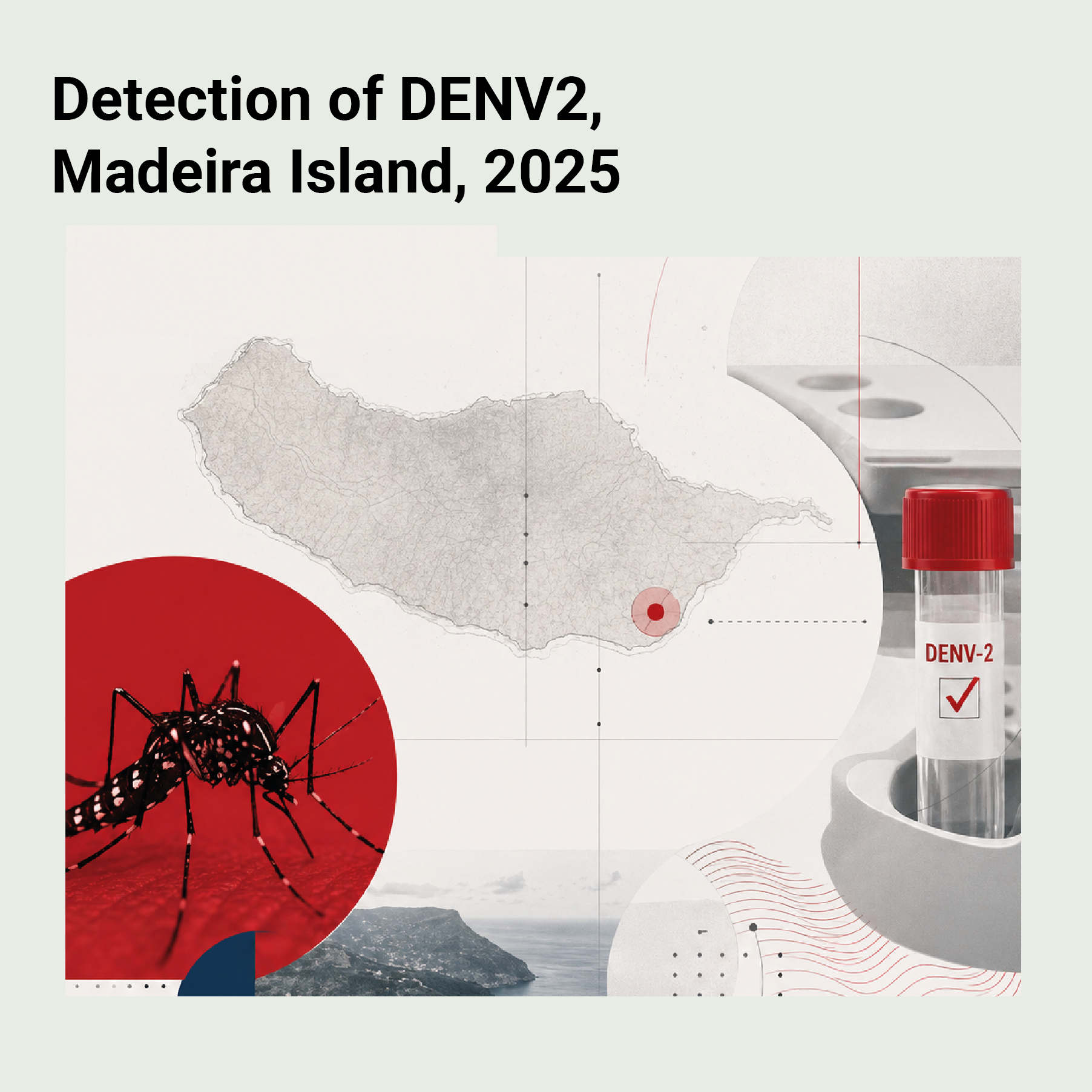 DENV-2 in Madeira's mosquitoes