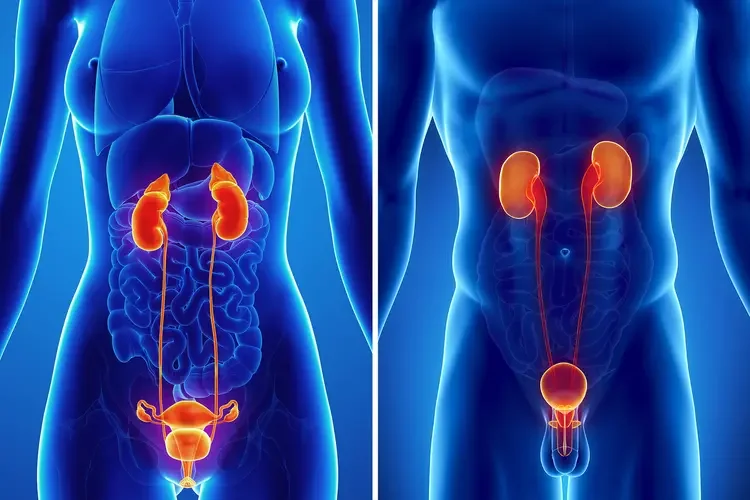 Comparison of human kidneys and urinary systems, with the left showing a detailed view of the kidneys, ureters, and bladder, and the right showing a simplified diagram of the kidneys, ureters, and bladder.