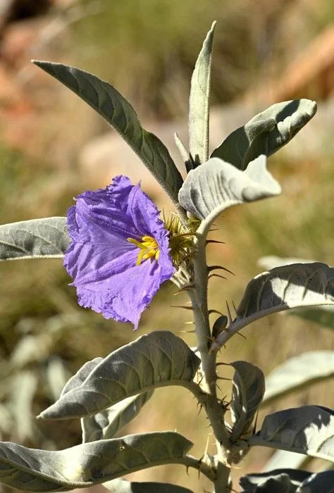 Herbarium records lead Bucknell researcher to a new plant species in the Australian outback