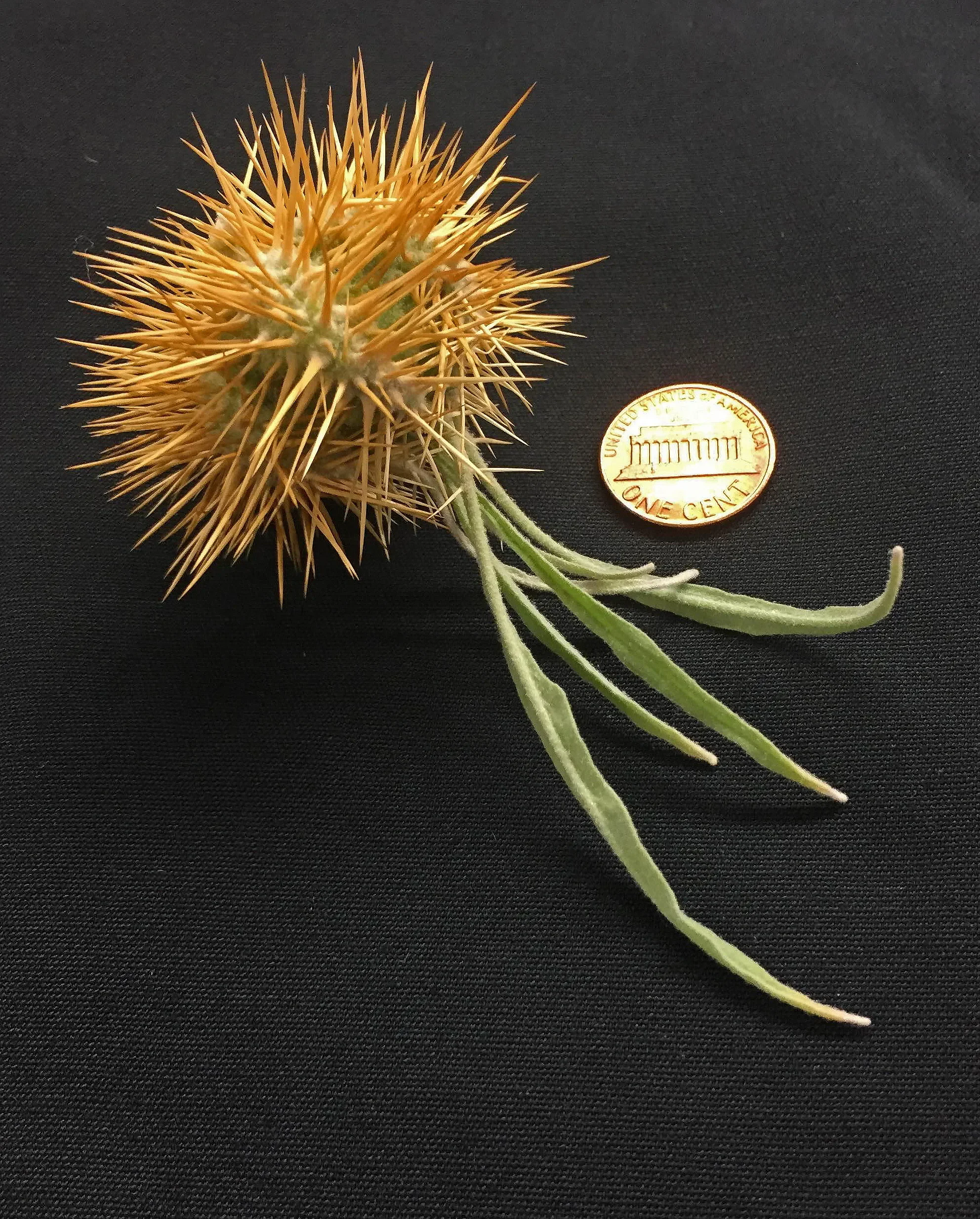 Science Friday: Don’t Eat This Tomato