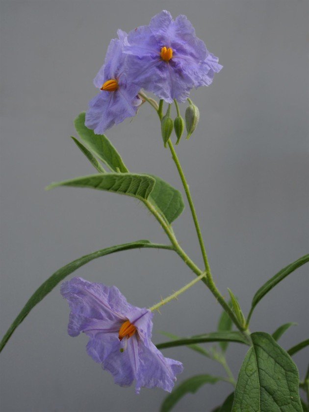 Solanum watneyi: Flower named after ‘Martian’ astronaut gets its day in the sun