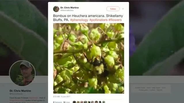 Science and Twitter join forces to uncover a globally imperiled plant species