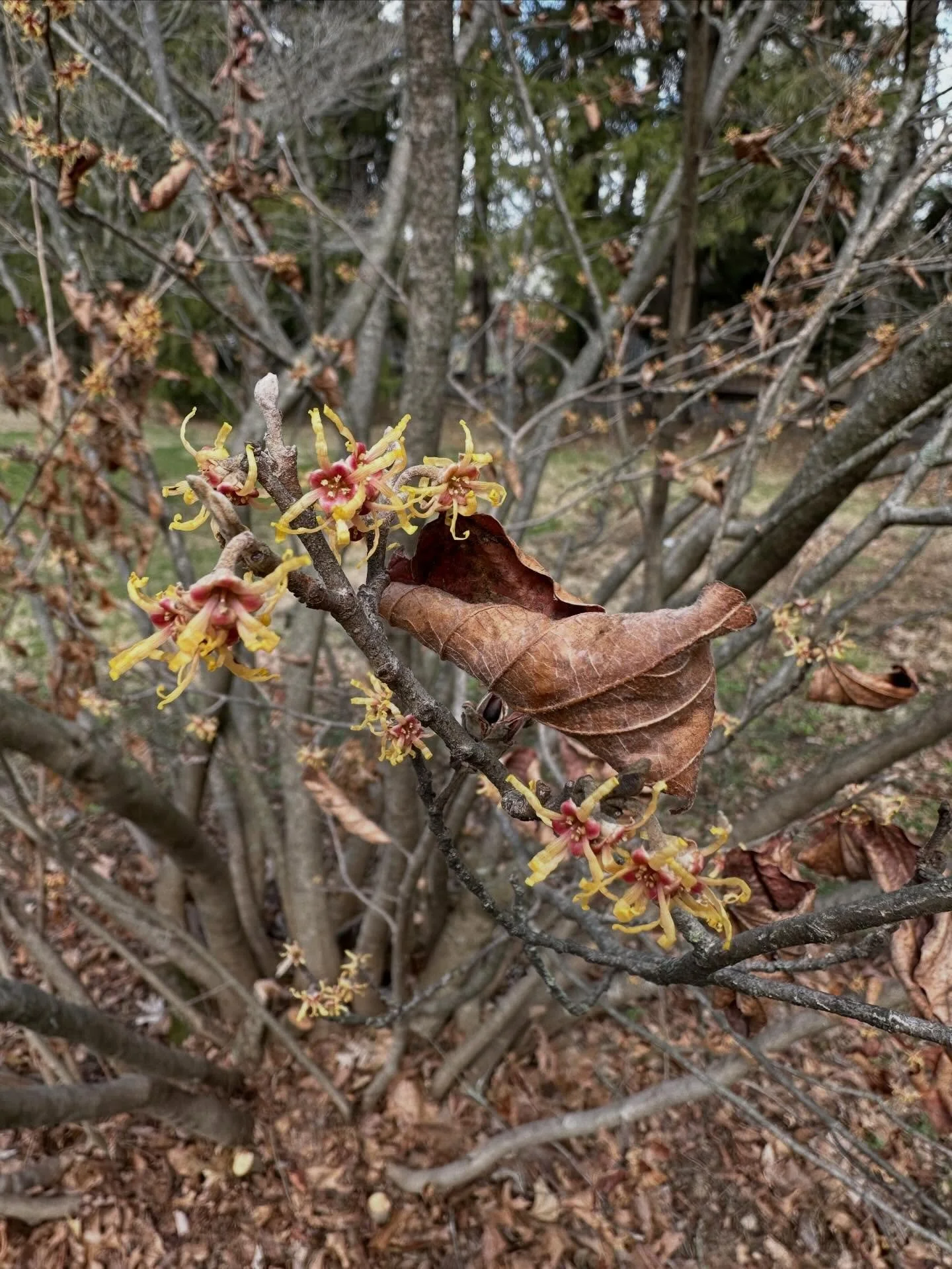 Ozark witch-hazel (Hamamelis vernalis) wins the race. First shrub blooming at Bucknell. 

But not the first tree! Silver maples already in action for about a week. 

#phenology