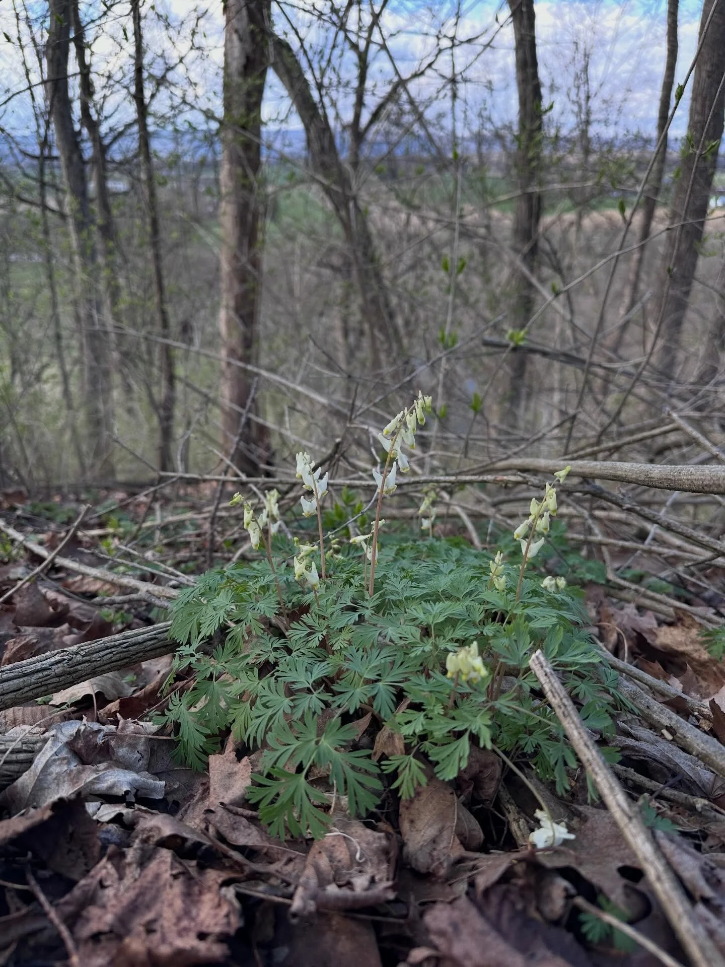 Unfiltered spring ephemeral action at Dale&rsquo;s Ridge today. Plus a bonus fragrant sumac. 

#phenology #iamabotanist