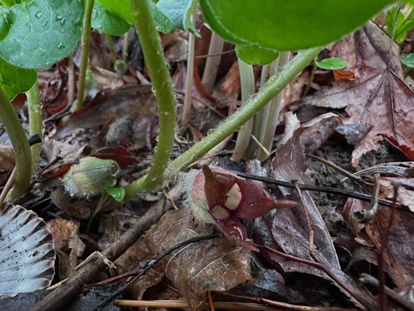 Our native wild ginger blooming in the shade garden this morning. 

#asarumcanadense #iamabotanist