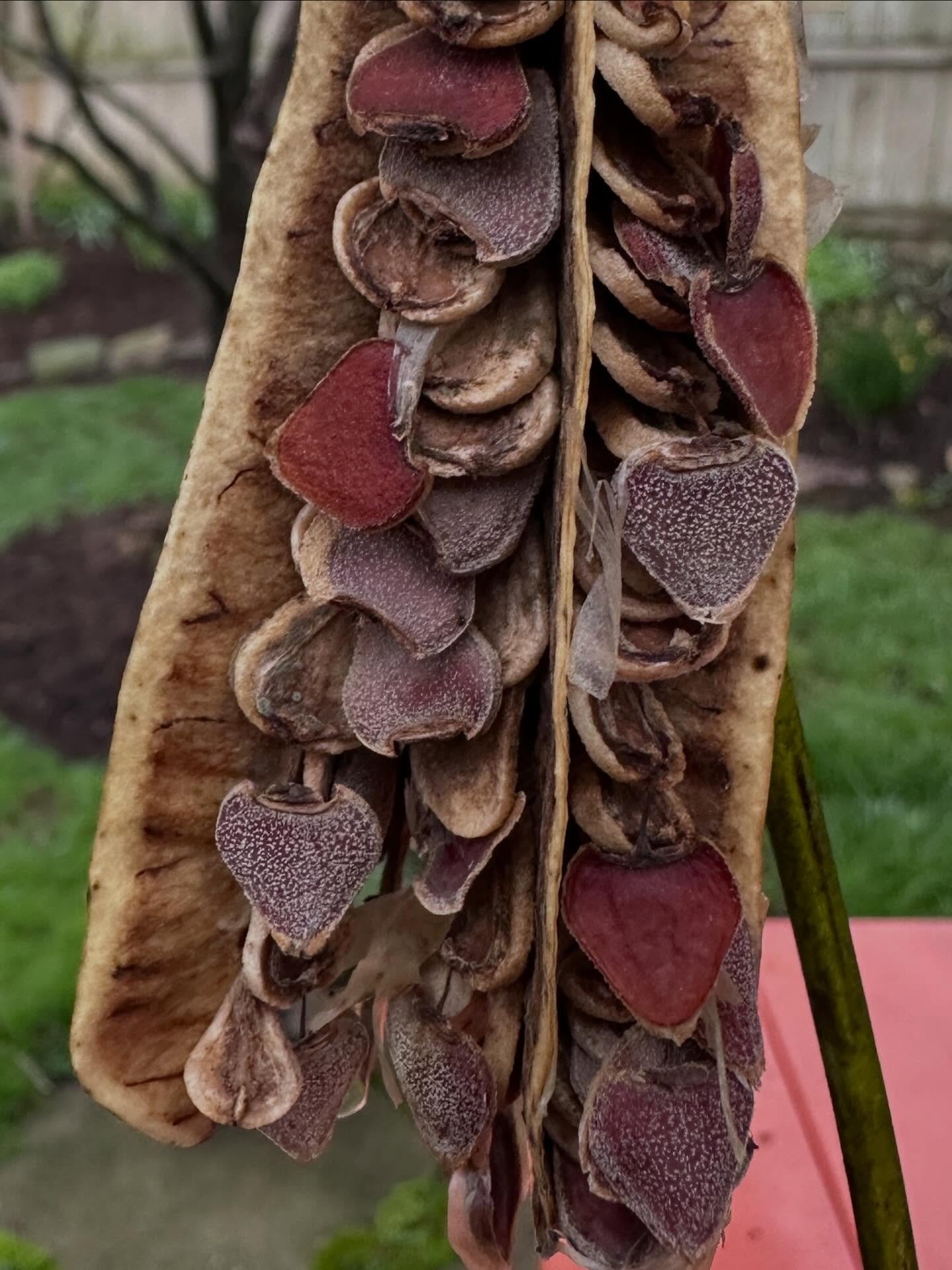 Last season&rsquo;s Aristolochia seeds still hanging on&hellip; and looking bonkers. 

#pipevine #iamabotanist