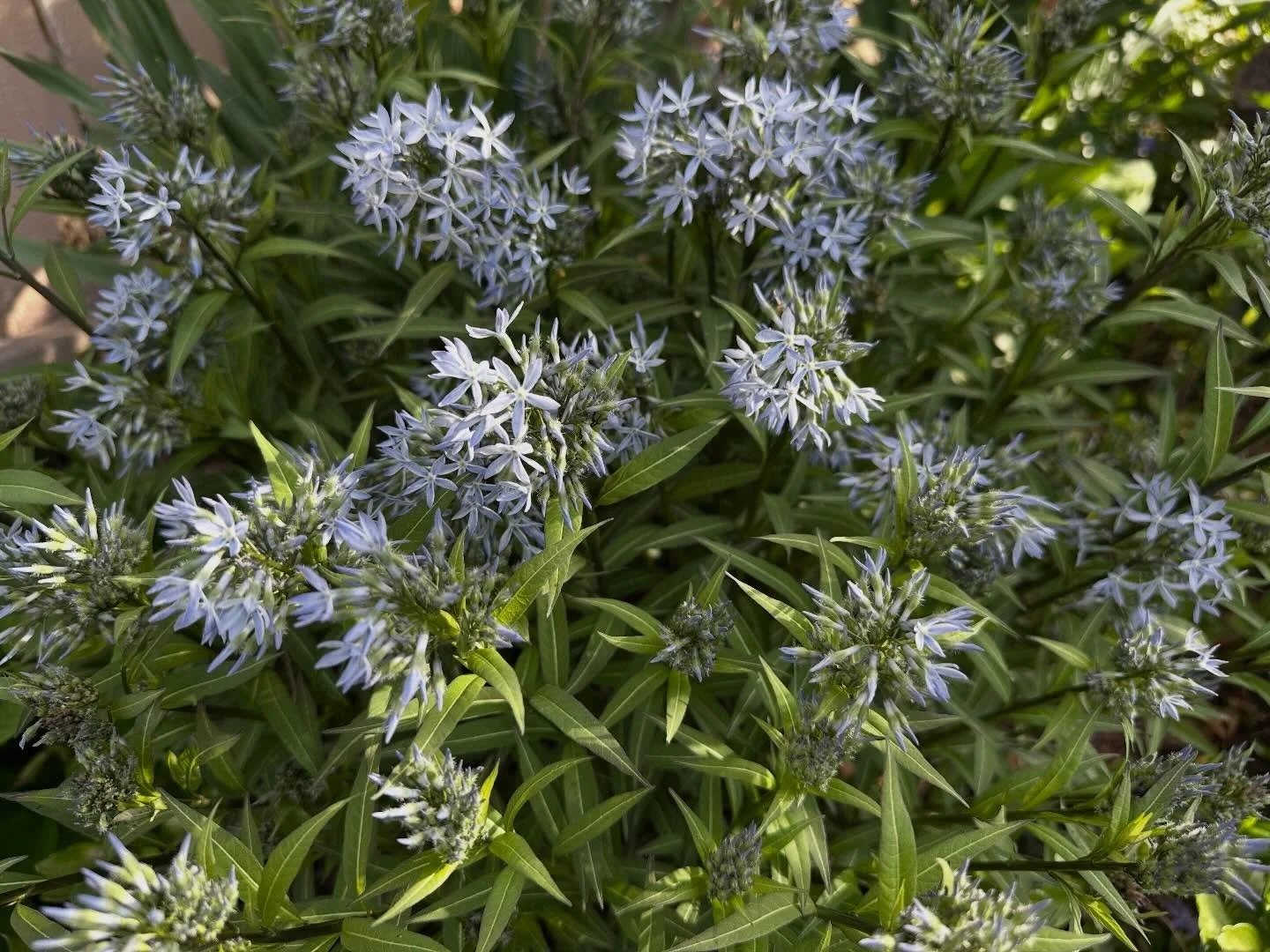 Everything everywhere all at once. Amsonia, VA bluebells, Bergenia, and Epimedium all popping in the gardens today after a big rain and a couple of days in the 80s. 

#phenology
