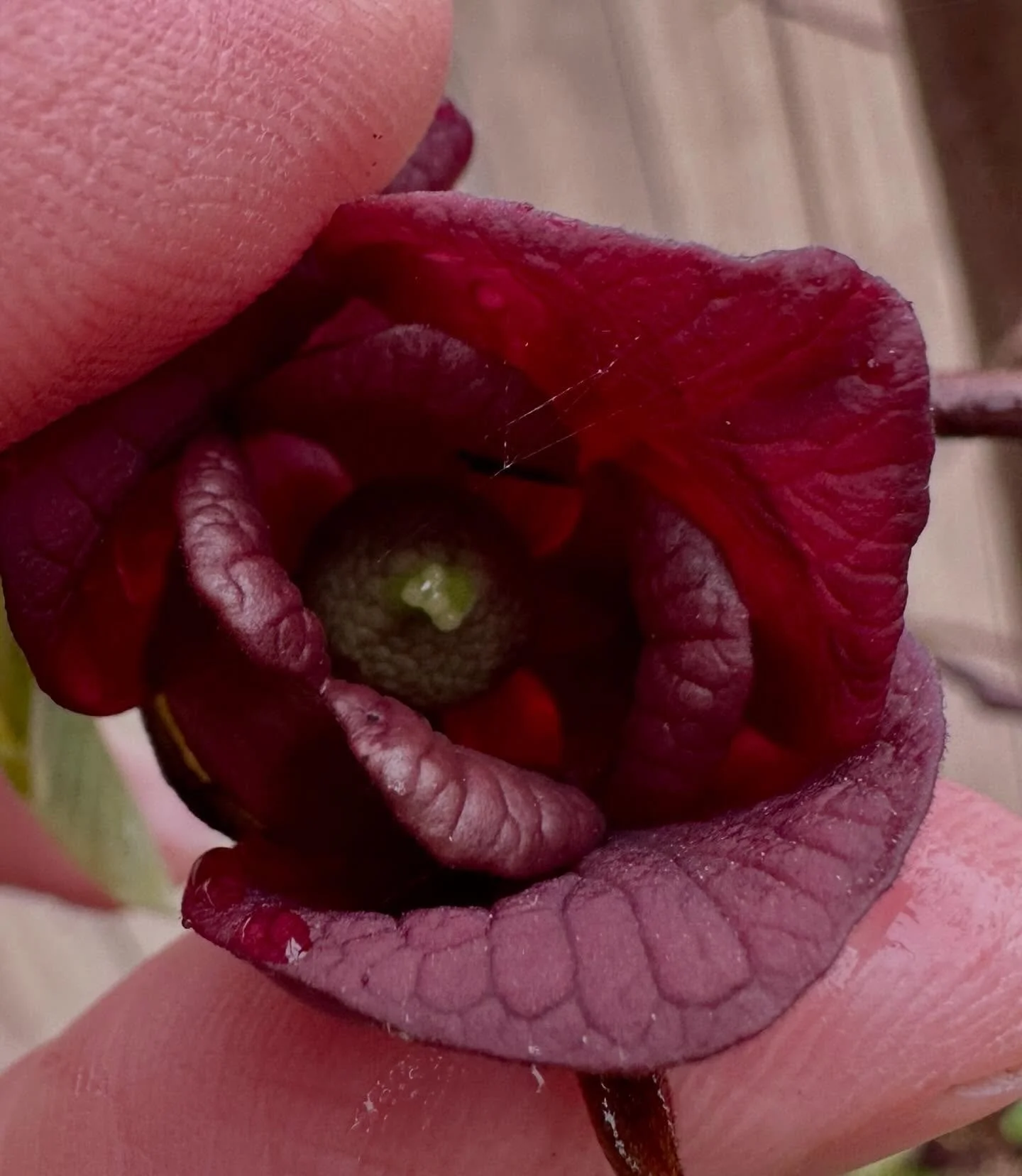 Peek-a-boo. First year our pawpaw is blooming. 

#asiminatriloba
