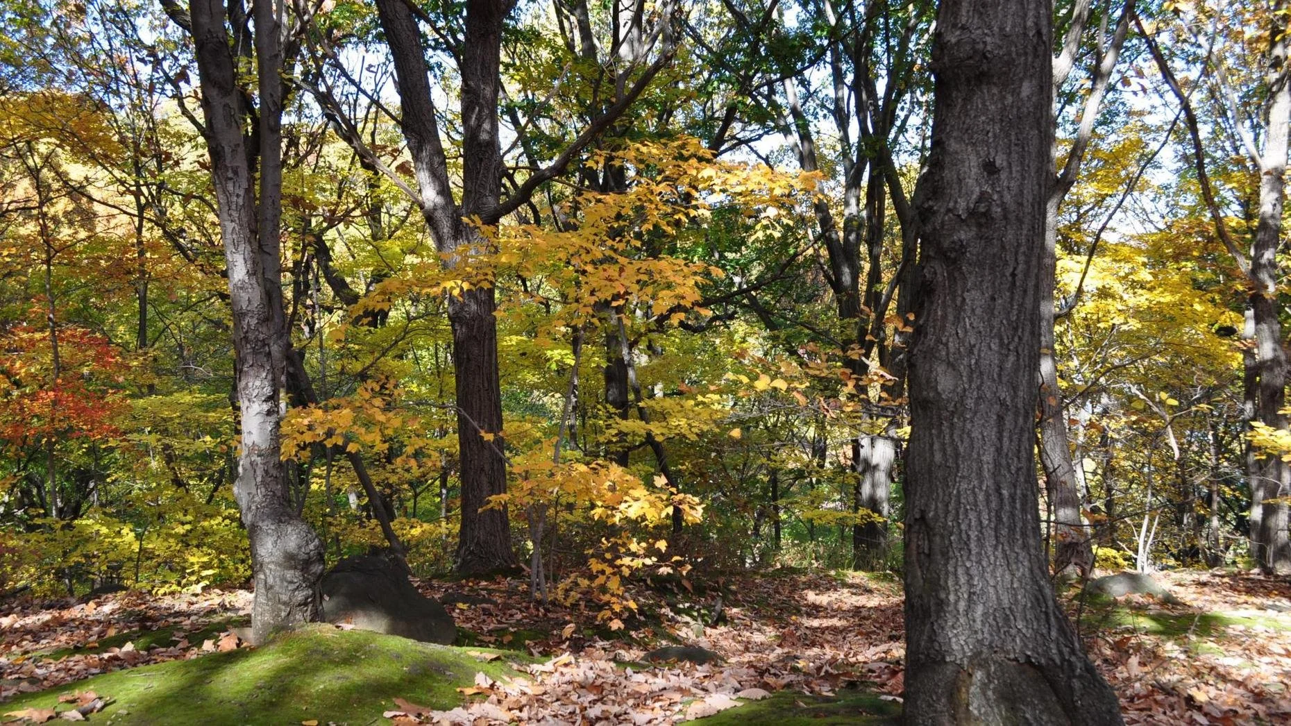 WNYC: The Brian Lehrer Show