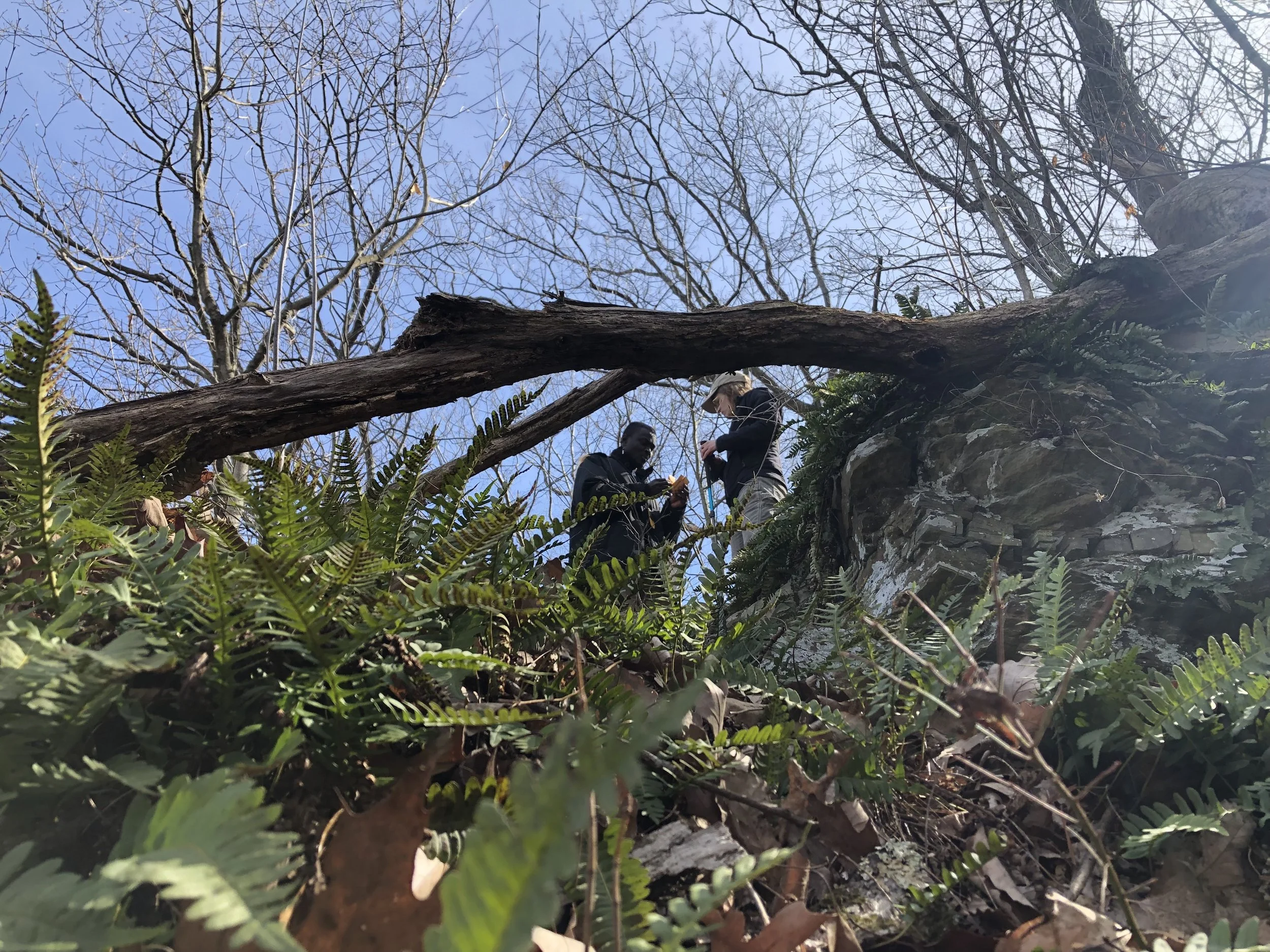Isaac Buabeng MS ‘24 and Rachel Goad surveying Paxistima canbyi. 
