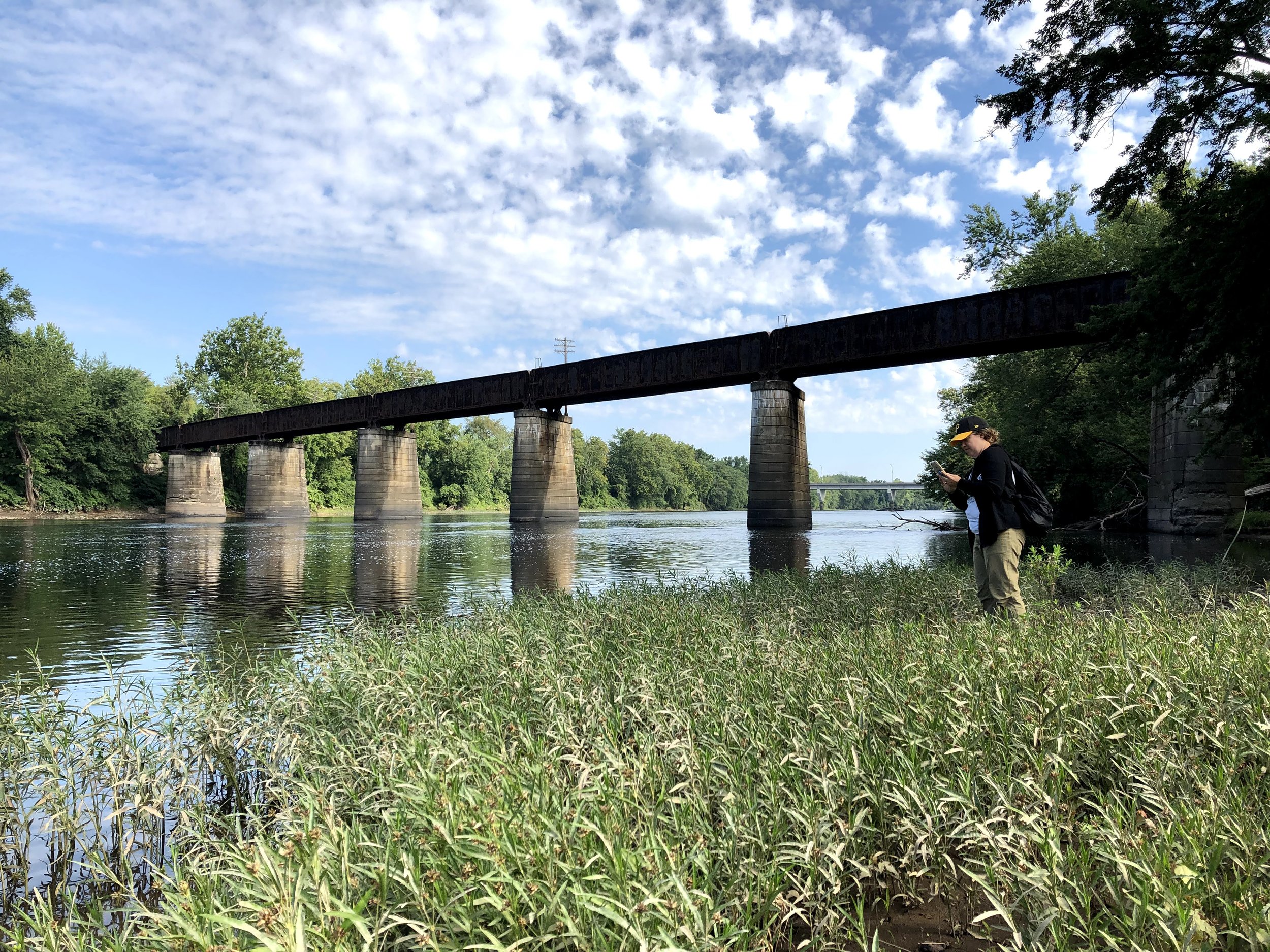 Surveying Justicia americana populations on the Susquehanna River with Carrie Kiel. 