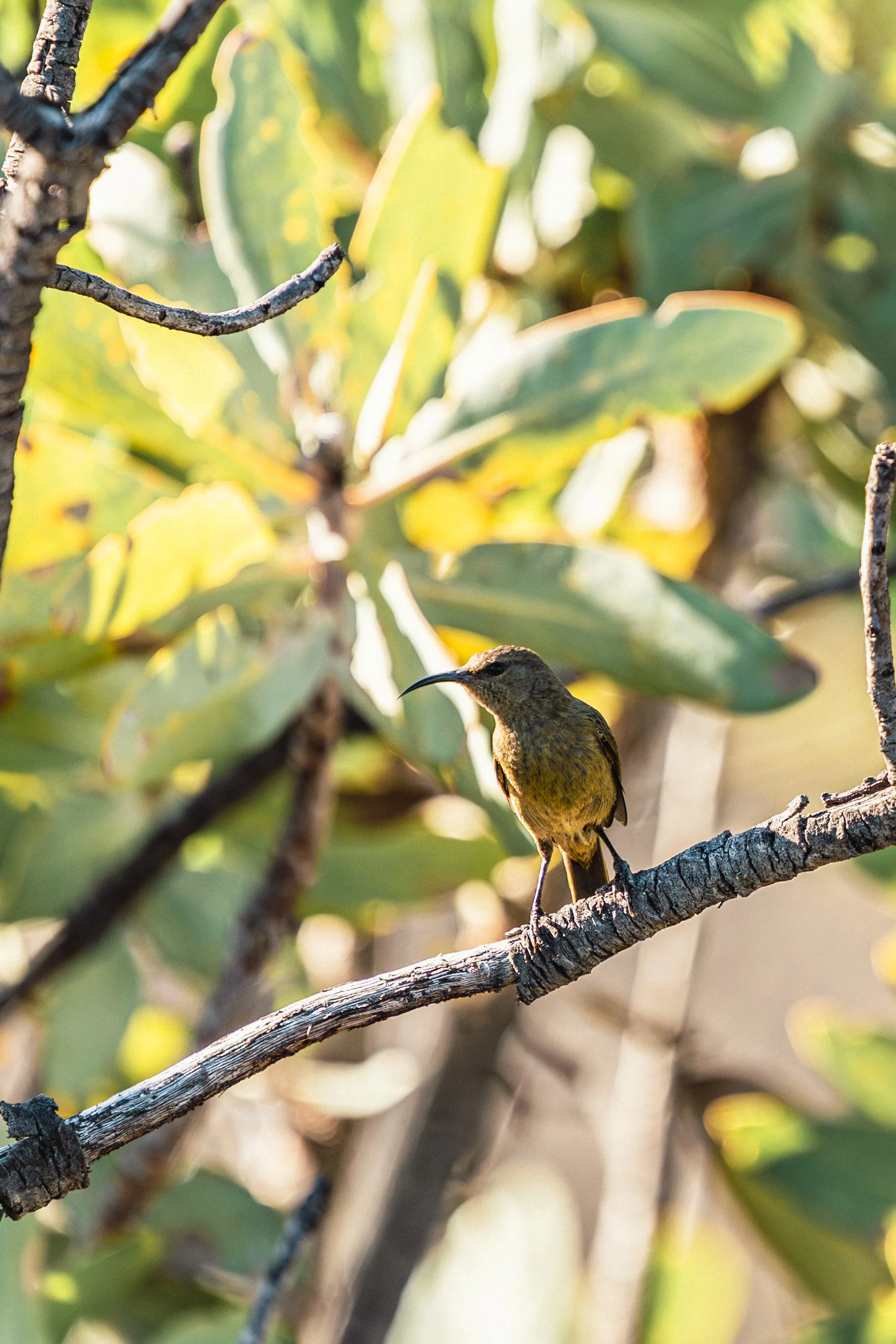 Sunbirds__RAYCOX.jpg