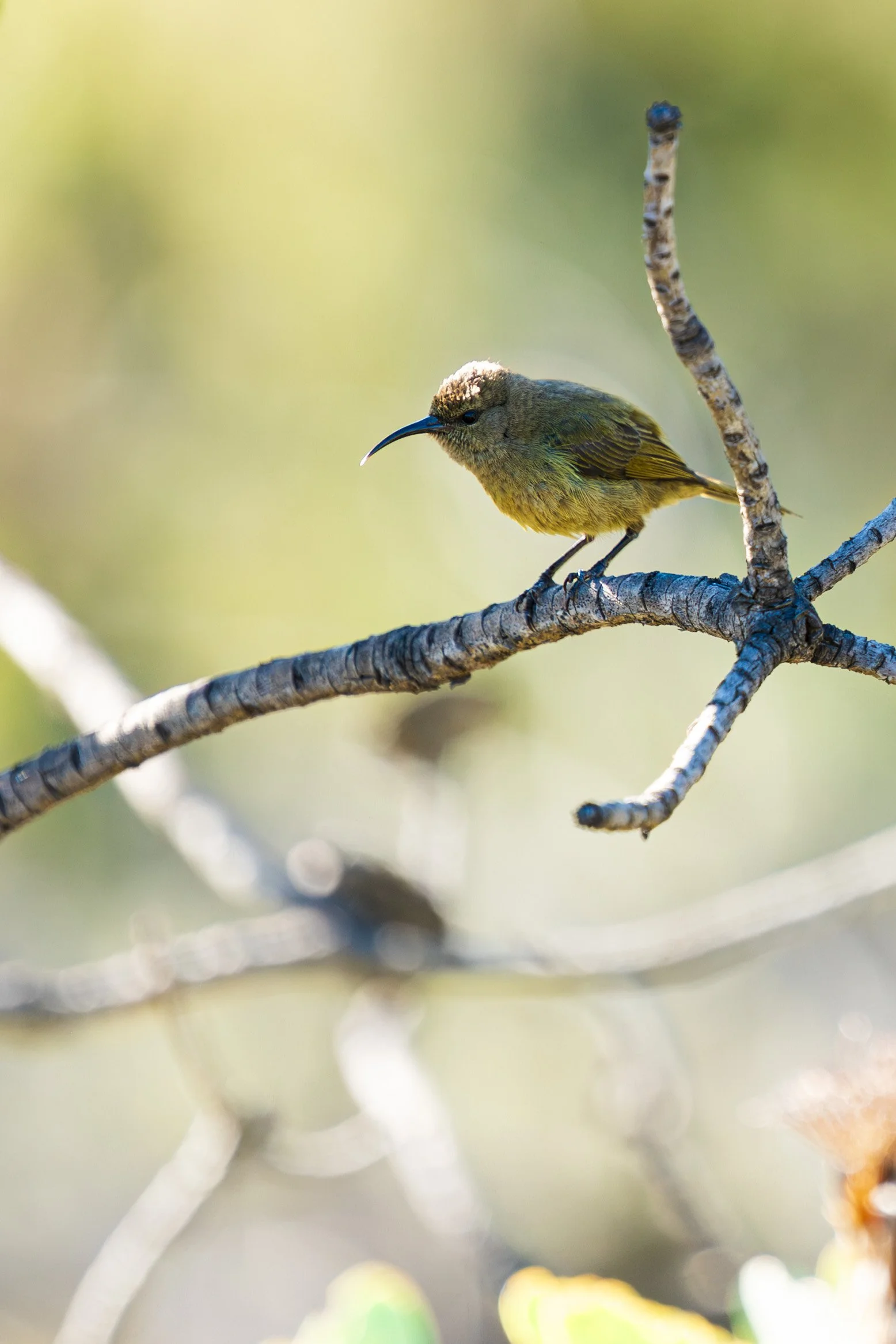 Sunbirds__RAYCOX_1.jpg