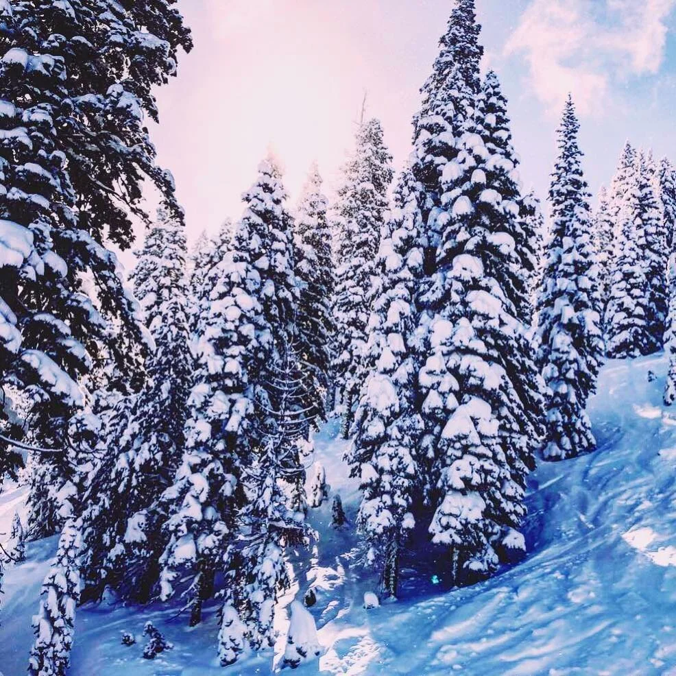 There's no substitute for the real thing... 🔮💎🌲 || 📷 @dropphammerz —————————————————————————&mda