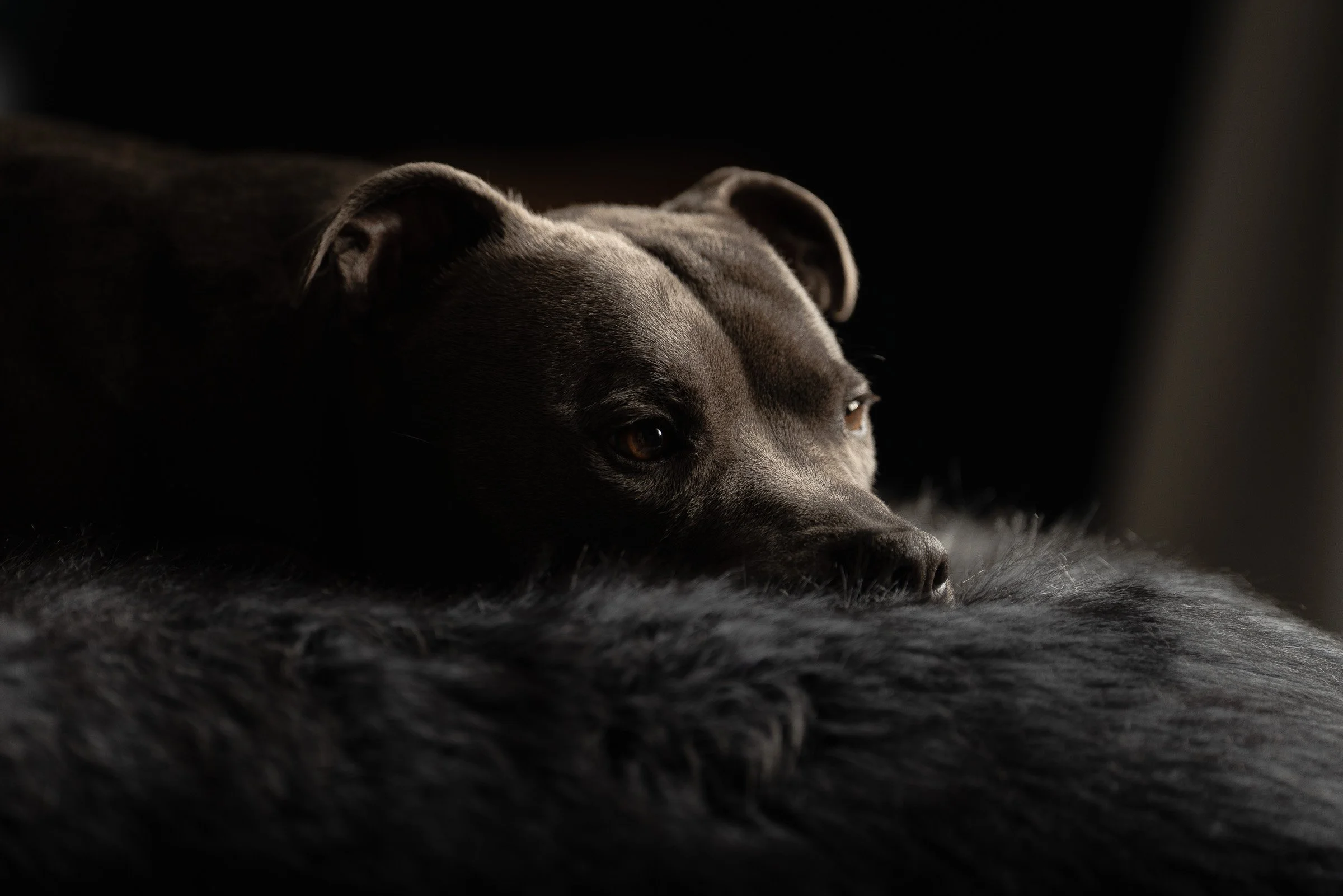 A black dog lying on a soft, fluffy surface, resting its head and looking to the side in a dark environment.