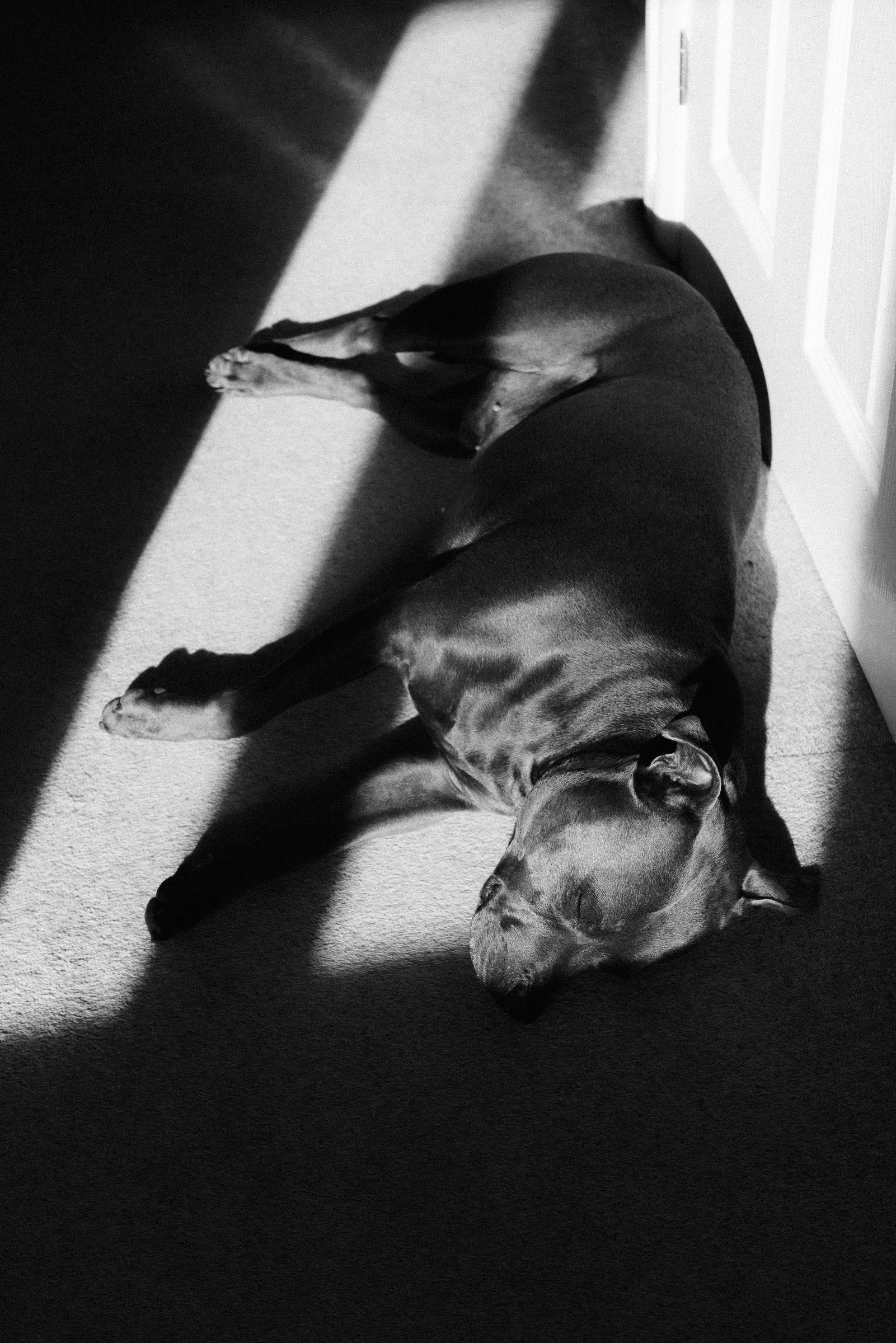 Black and white photo of a dog lying on its side on a carpeted floor, partially illuminated by sunlight coming through a window.