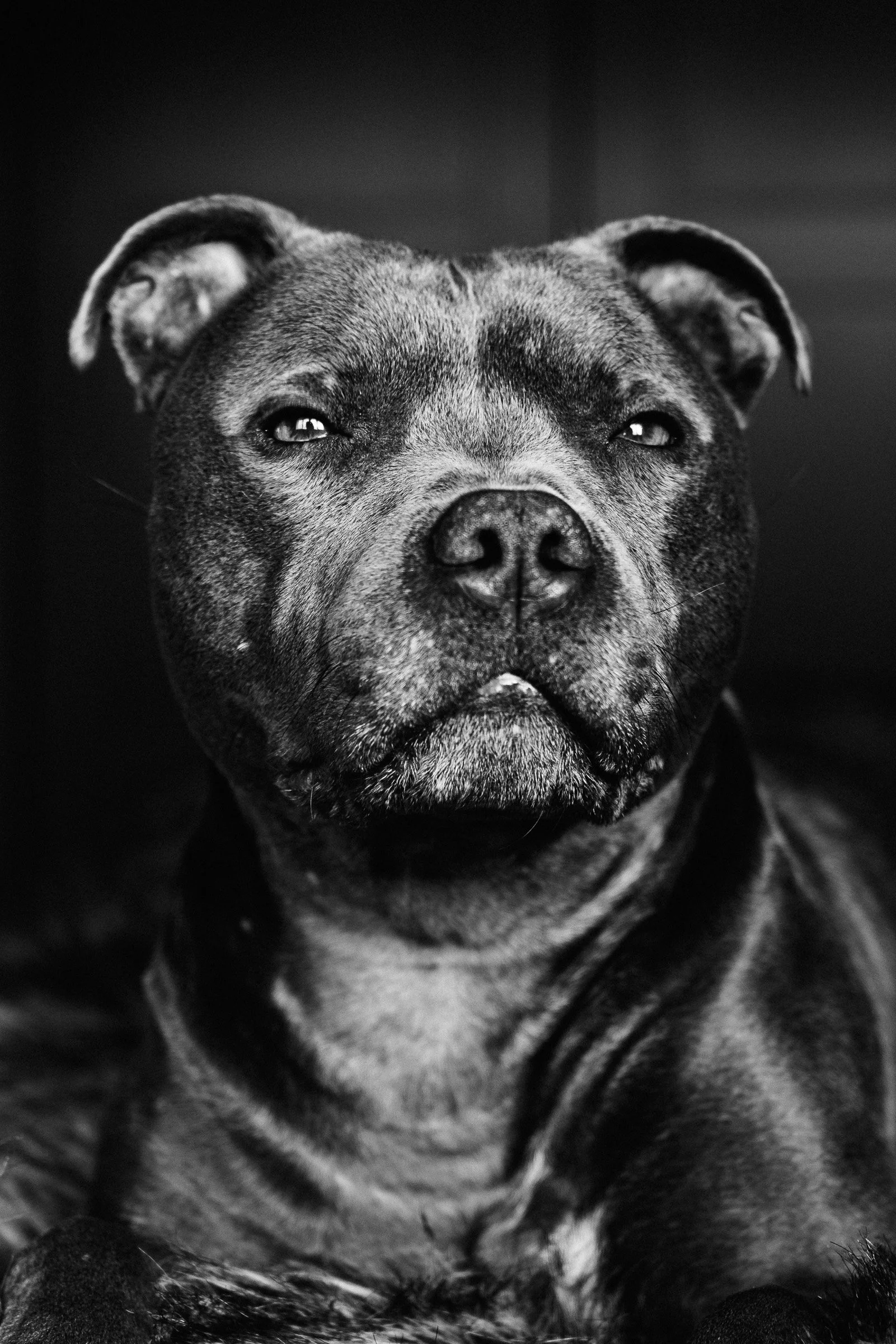A close-up black and white photo of a dog with a brindle coat, looking directly into the camera with a relaxed expression.