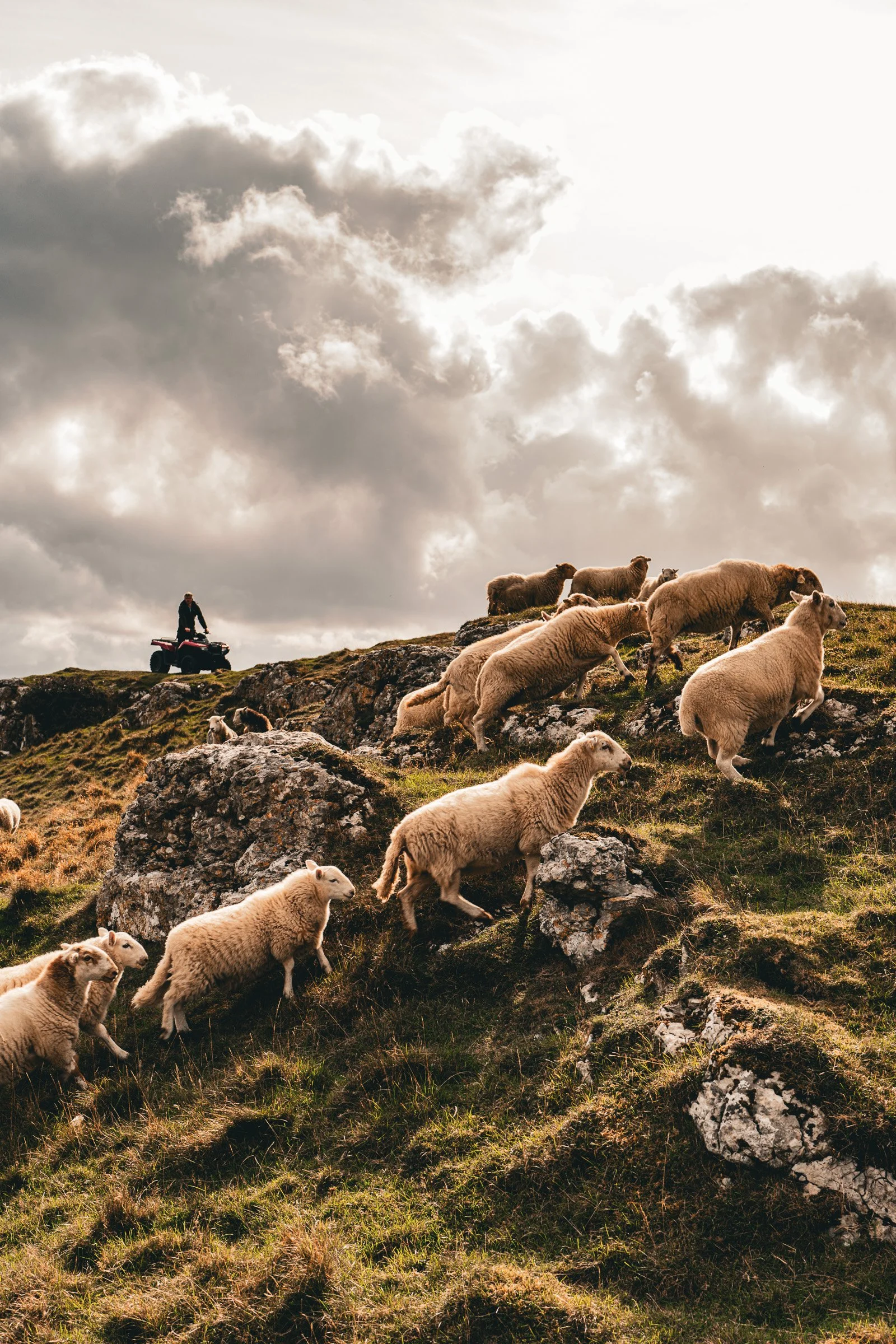A person riding an ATV on a rocky hillside with sheep grazing around.