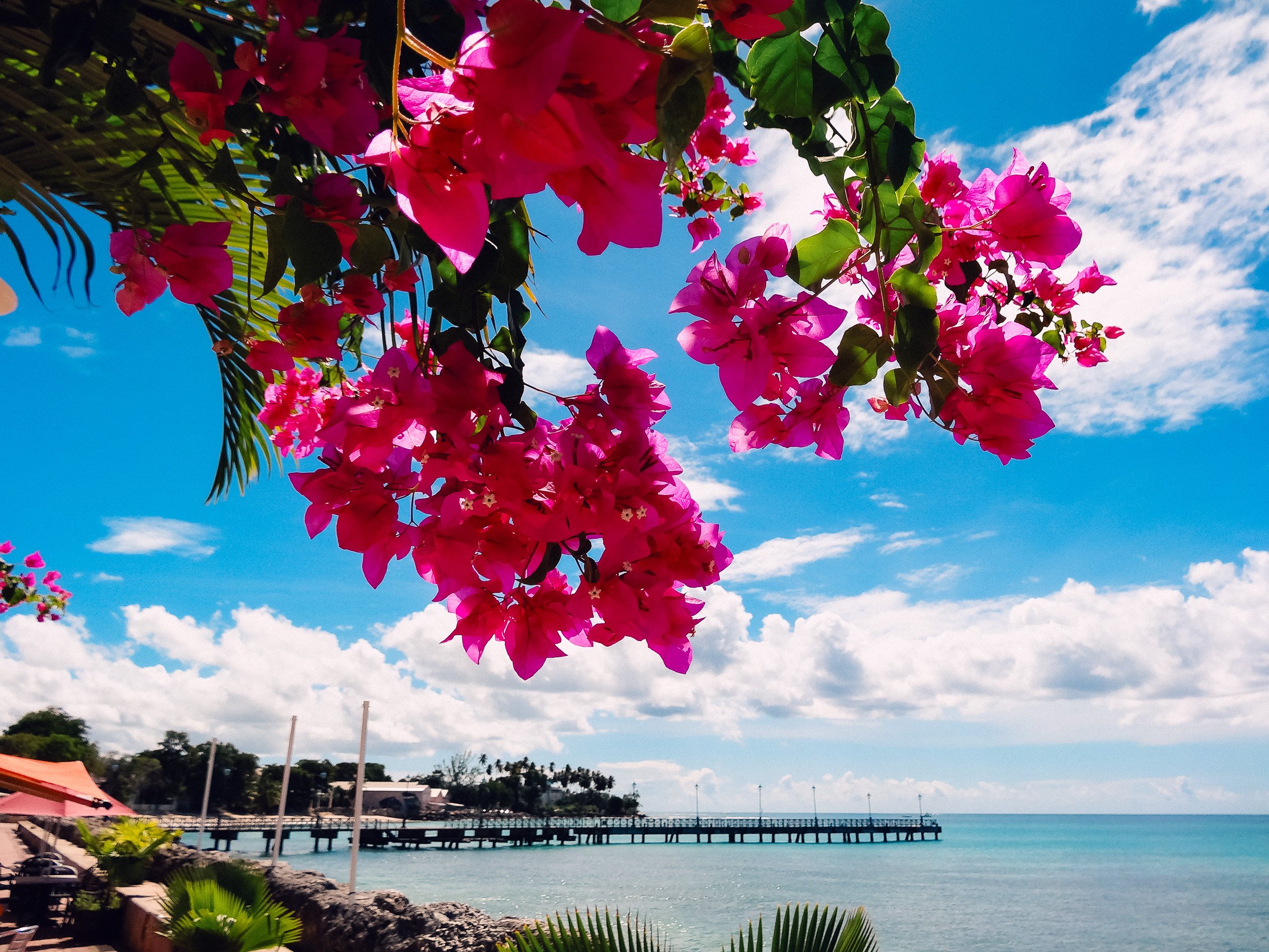 Pink bougainvillea flowers hanging against a bright blue sky with scattered white clouds, overlooking a body of water with a pier and trees in the background.