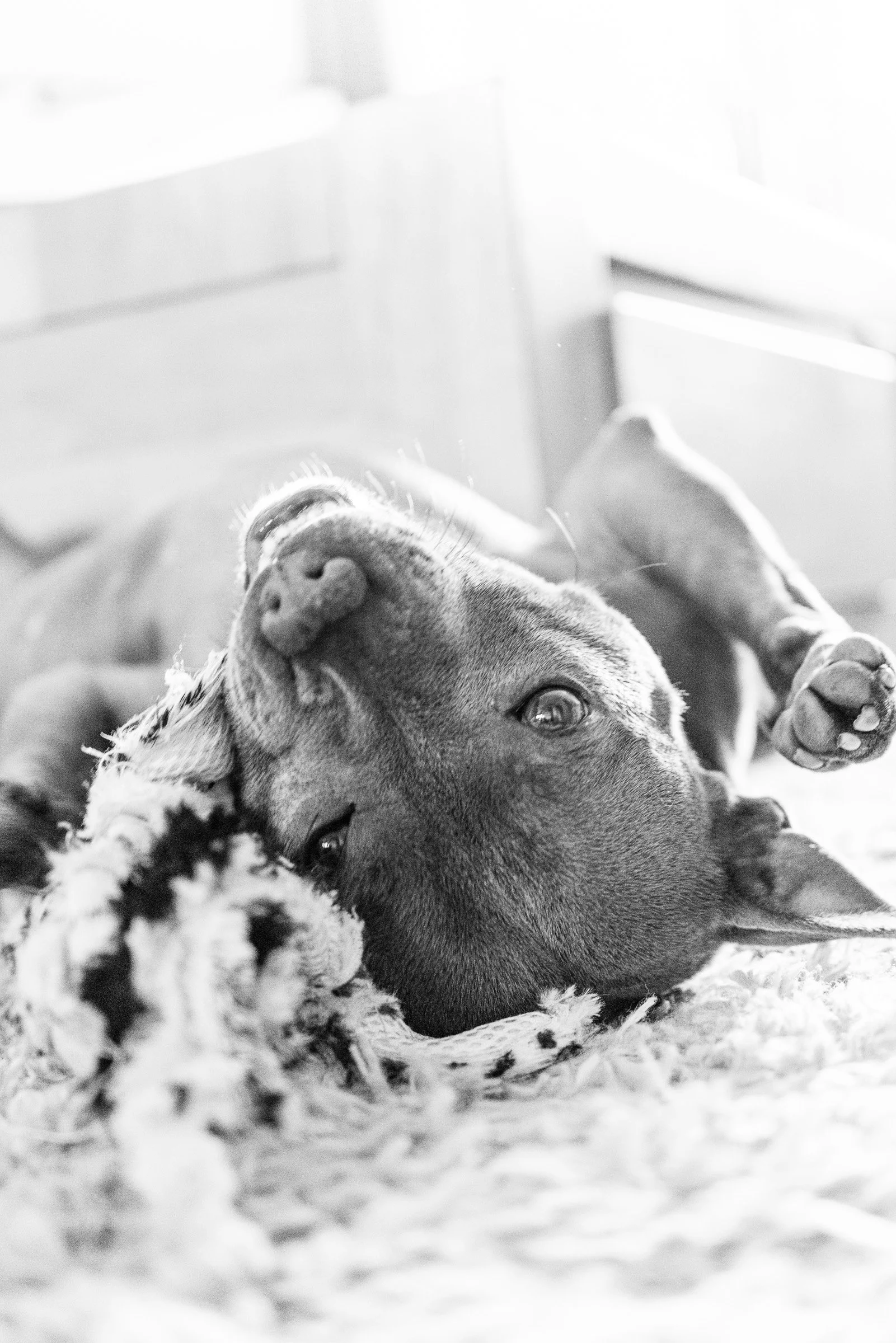 A dog laying on a fluffy bed, lying upside down, looking relaxed.