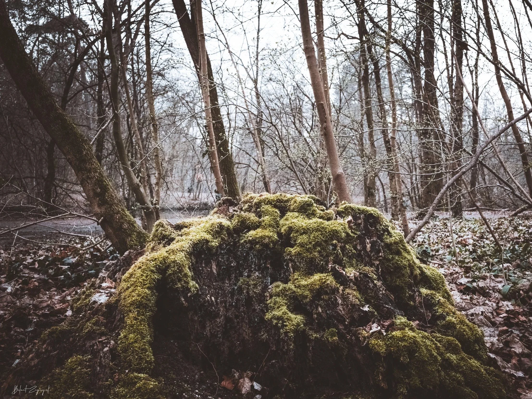 A fallen tree rests beneath bare branches — life returning slowly, one soft layer at a time.