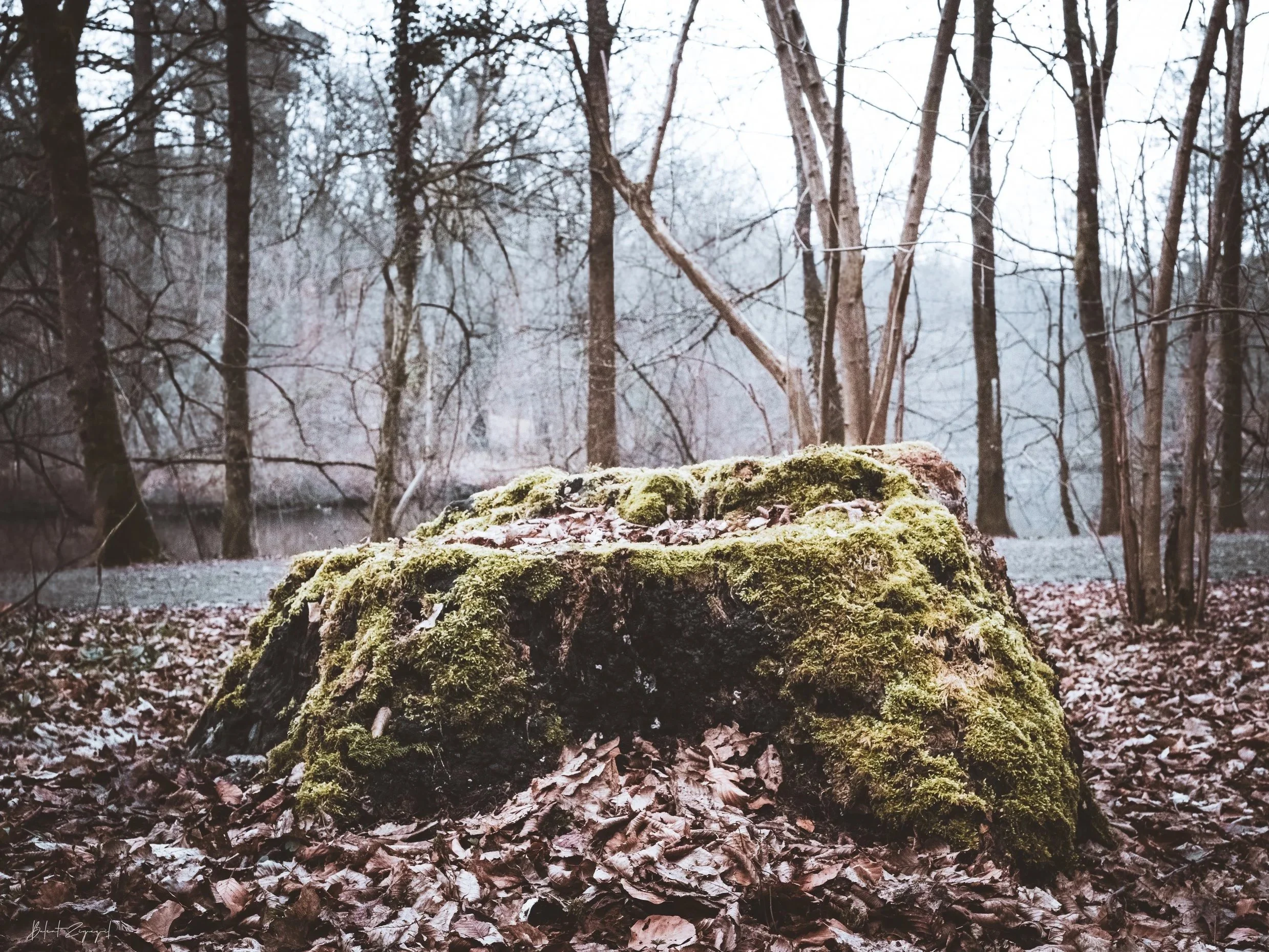 A tree no longer standing, yet still held — time layering gently over what remains.