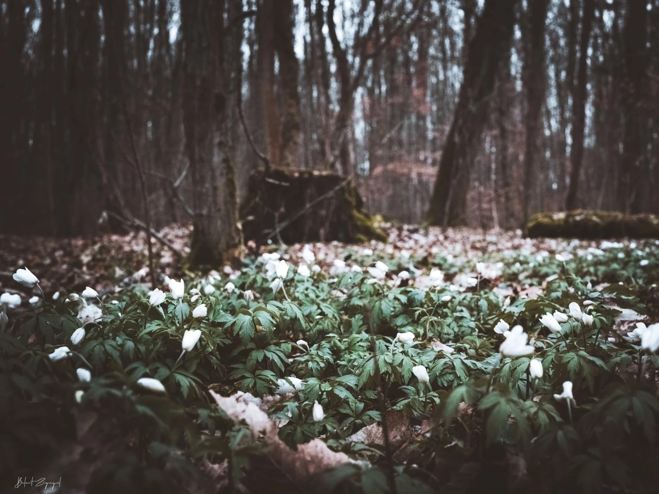 Small flowers appear among fallen leaves, the season shifting almost unnoticed.