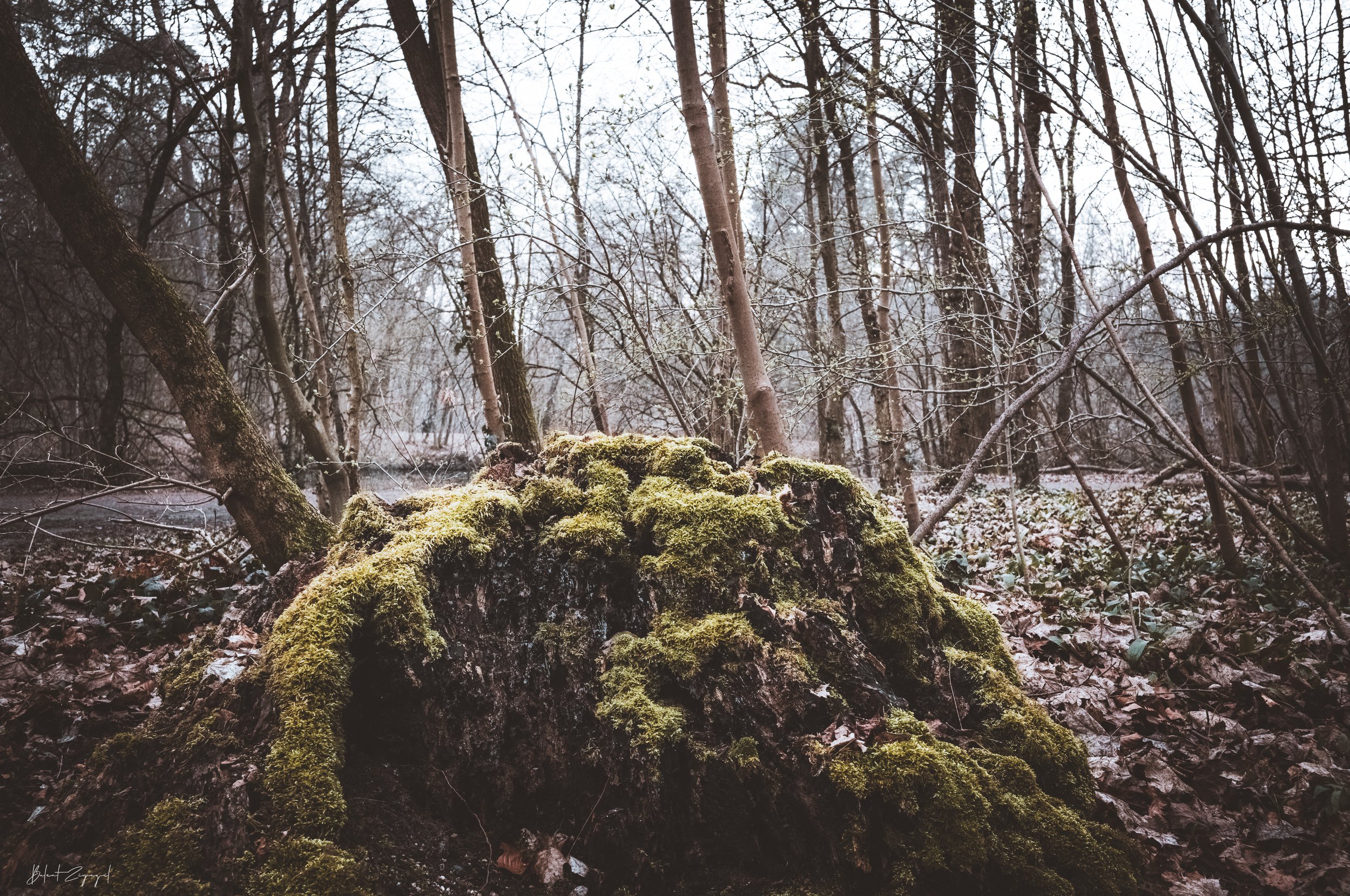 Where the Woods Pause