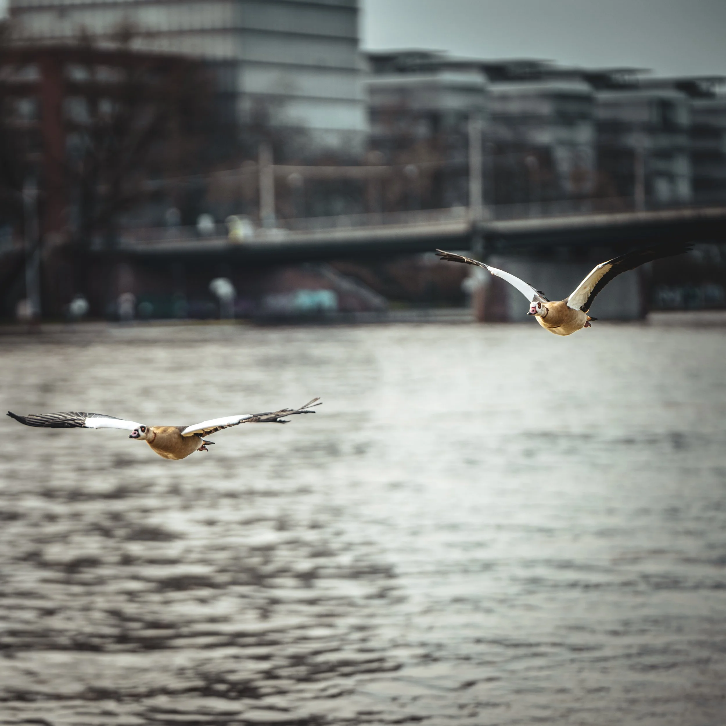 Above the slow river and steel bridges, they glide — wings steady, instincts sharper than the city below.
