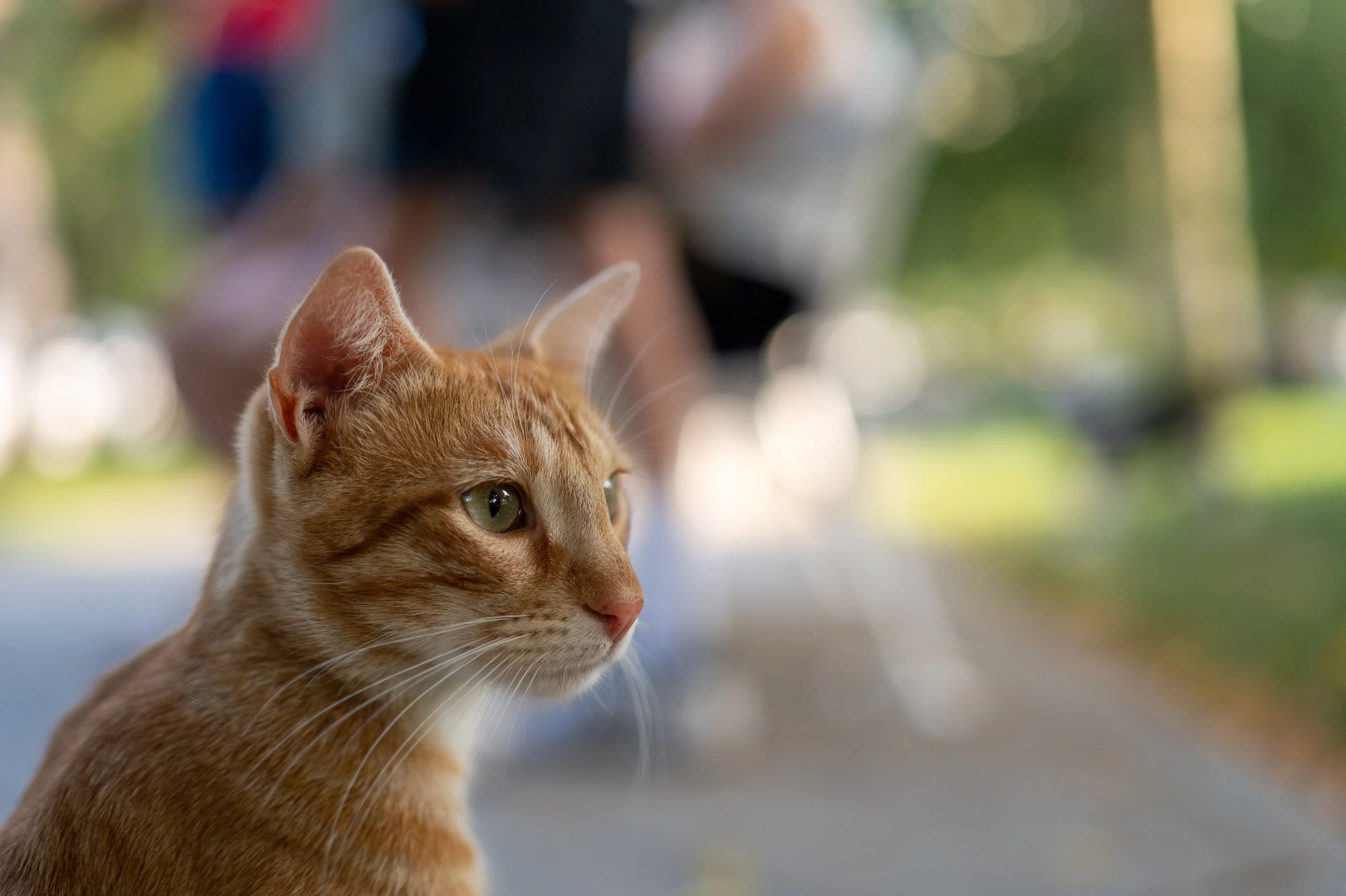 On a shaded path, it pauses, ears tuned to movement, eyes fixed on a world only it can hear.