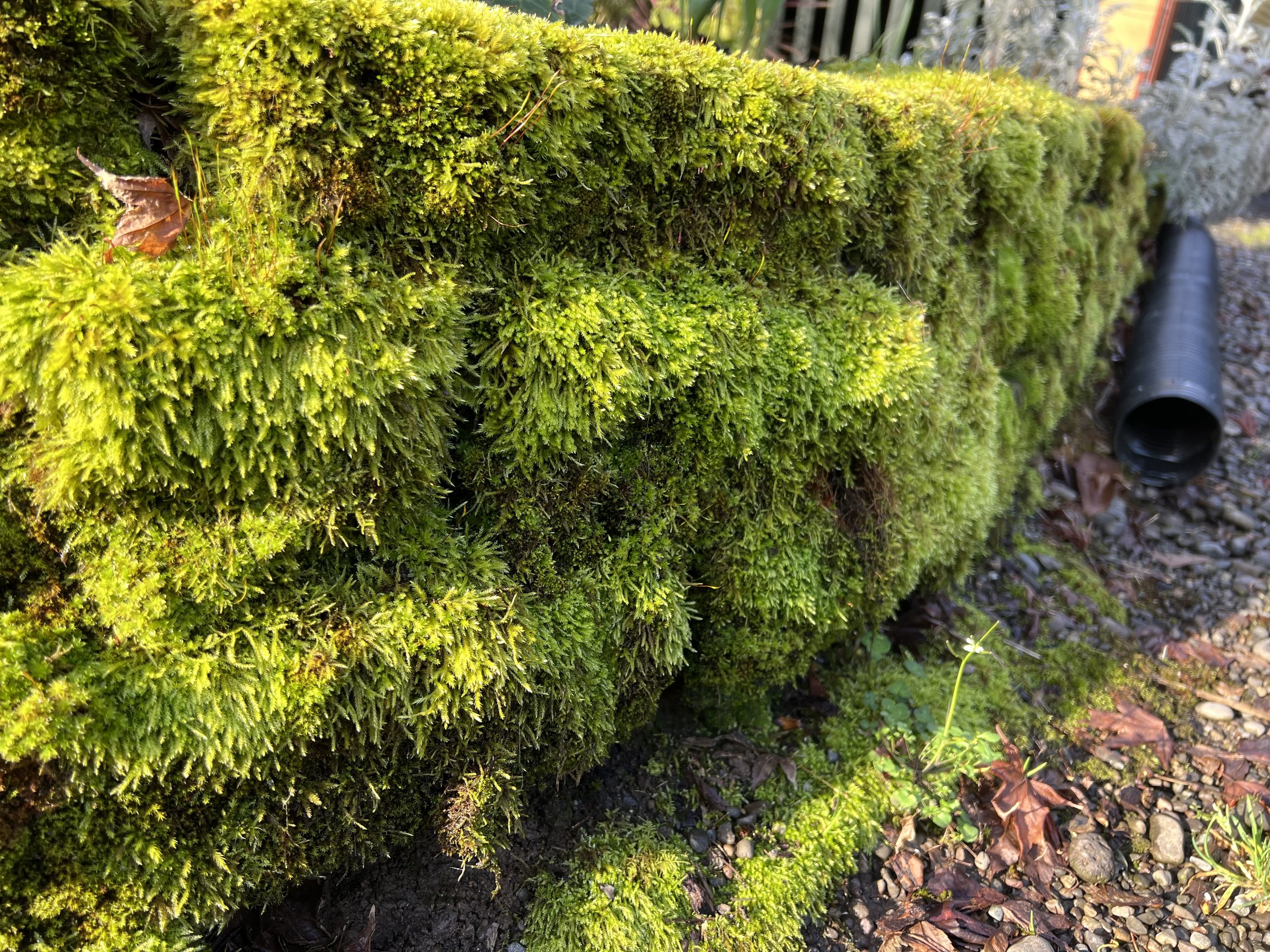 Close-up of a moss-covered rectangular object, possibly a stone or wood border, on a garden ground with mulch and small rocks, with a black tube on the right side.