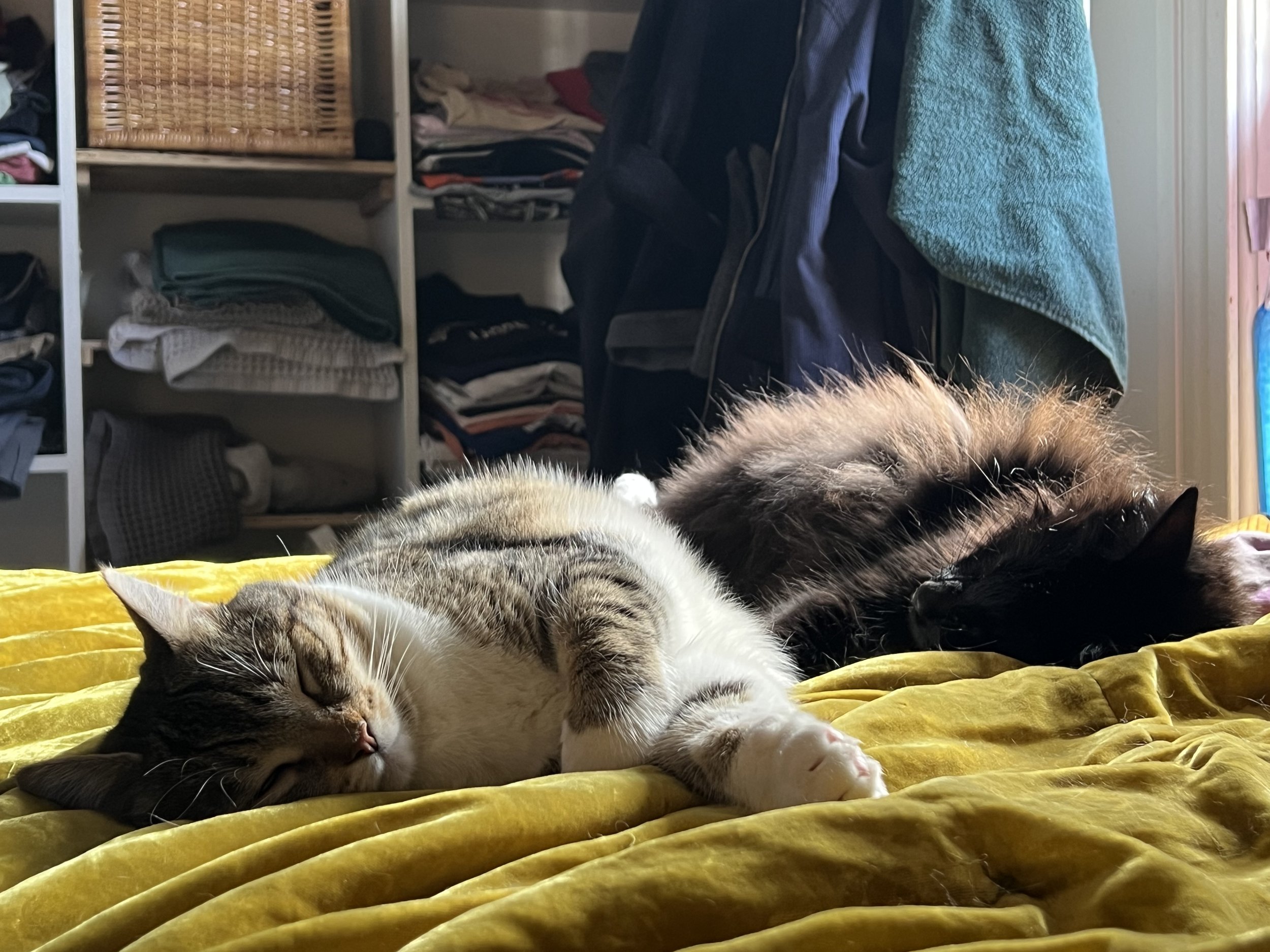Two sleeping cats lying on a yellow quilt, with a closet containing folded clothes and a black jacket hanging in the background.