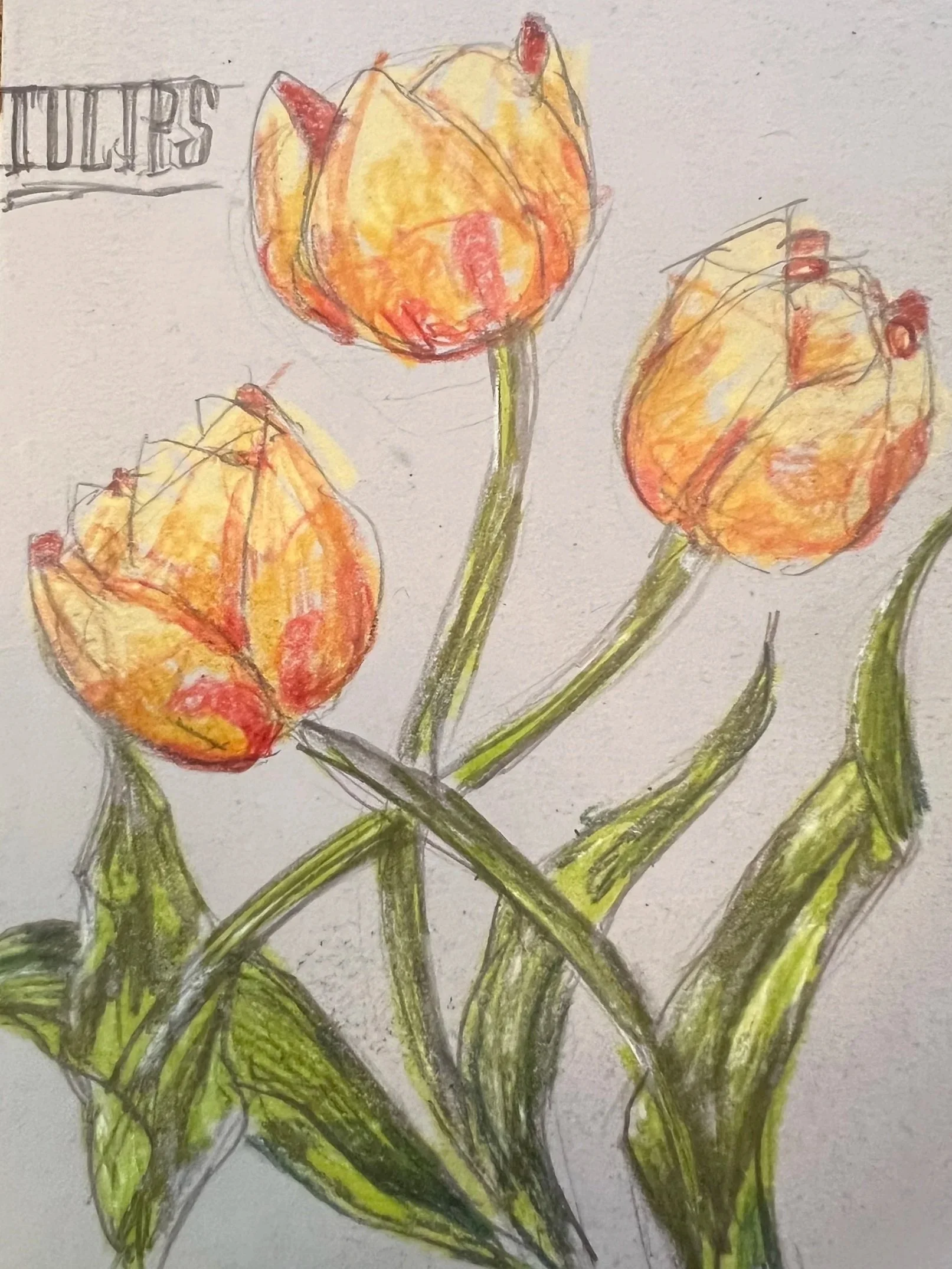 A colorful sketch of three orange and yellow tulips with green stems and leaves.