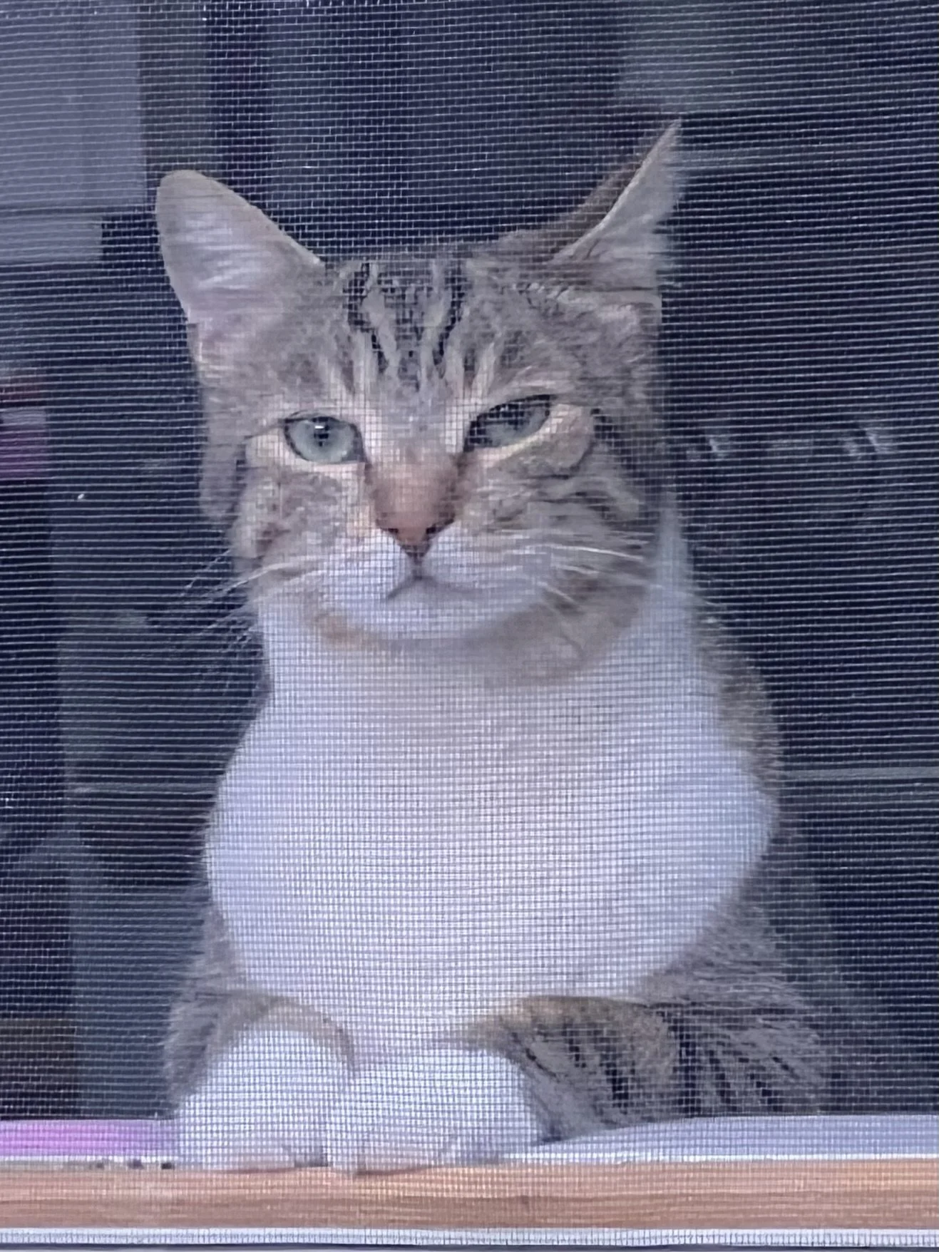Gray tabby cat with blue eyes looking through a window screen.