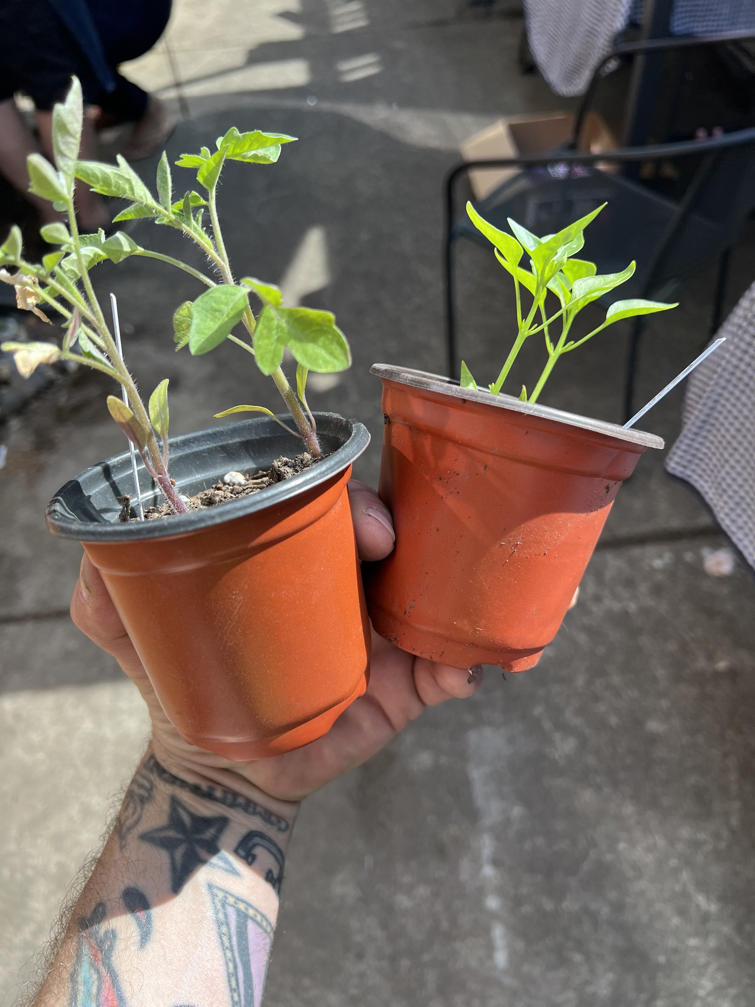 Two small potted plants held in a person's hand, with tattoos on their arm and a tattooed hand. The background shows a parking lot and some chairs.