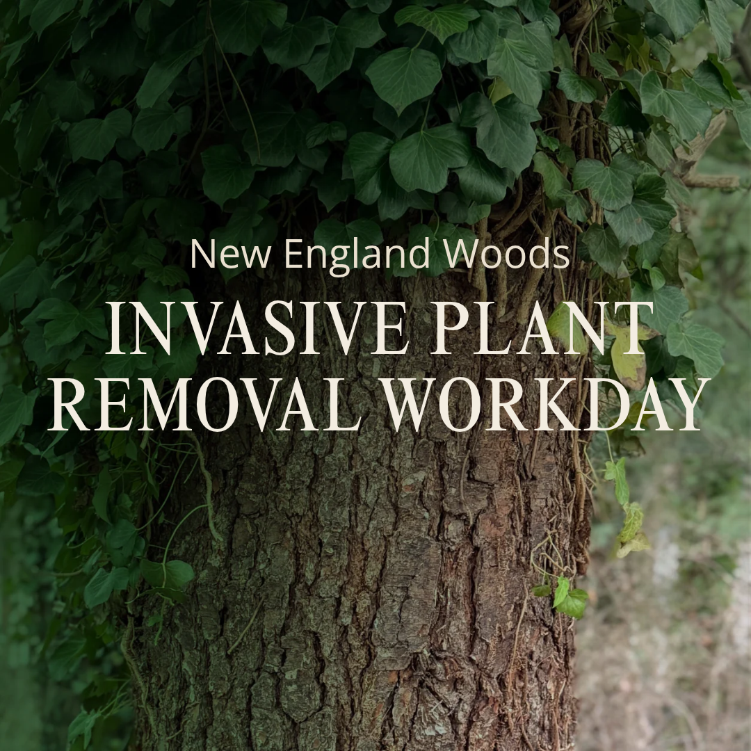 Cluster Invasive Plant Removal Workday