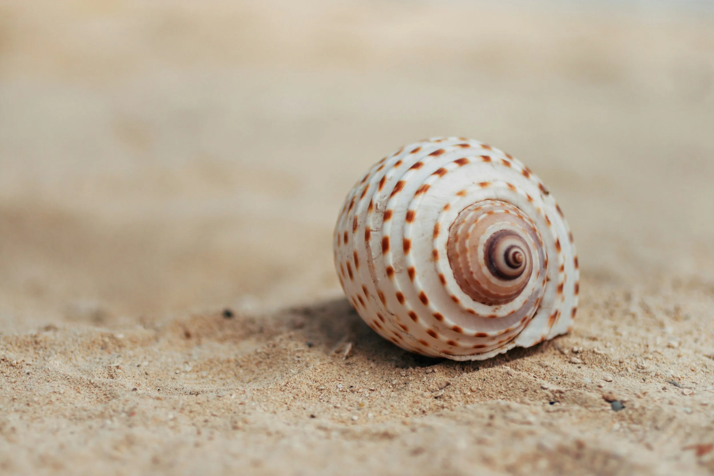 A white seashell with brown spots on sandy beach