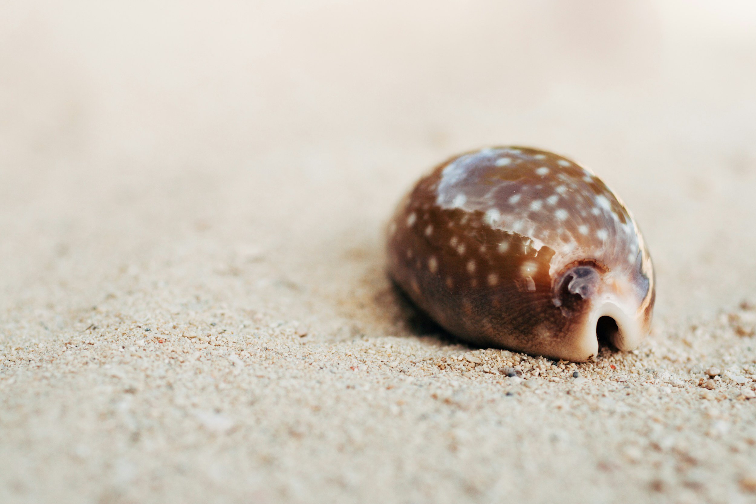 Close-up of a small seashell on a sandy beach.