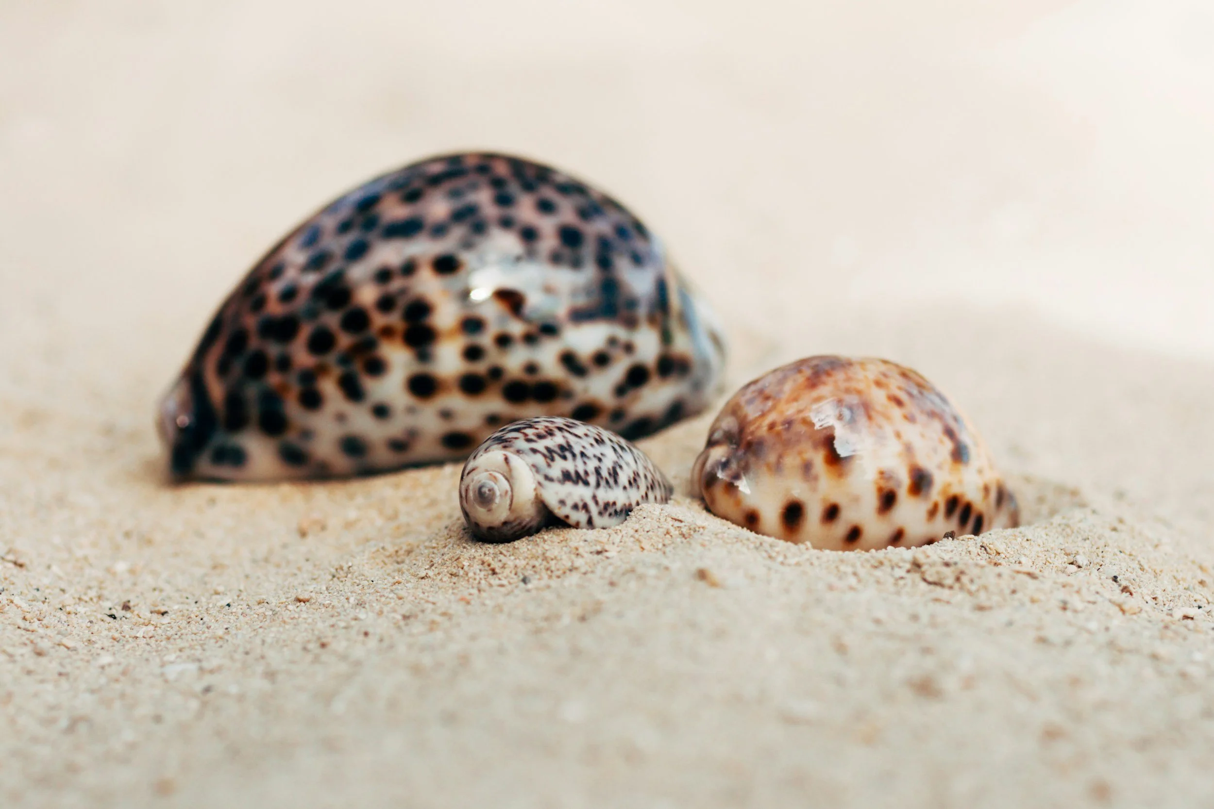 Three seashells on sand, varying in size and color pattern.
