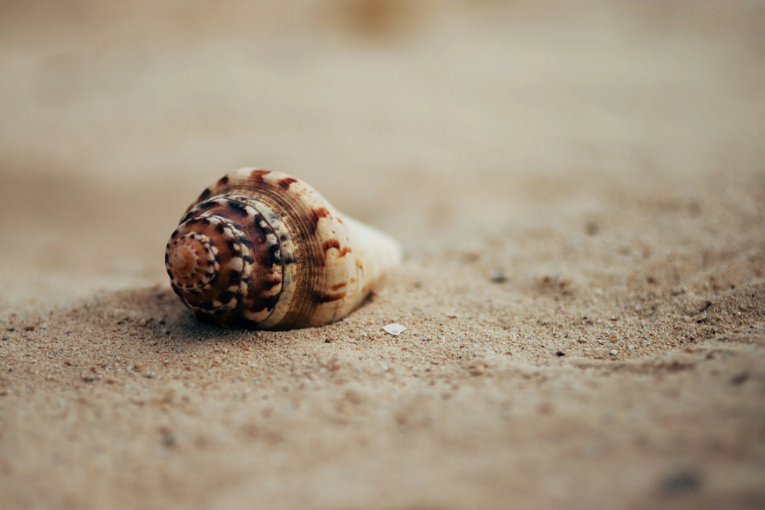 A seashell on sandy beach
