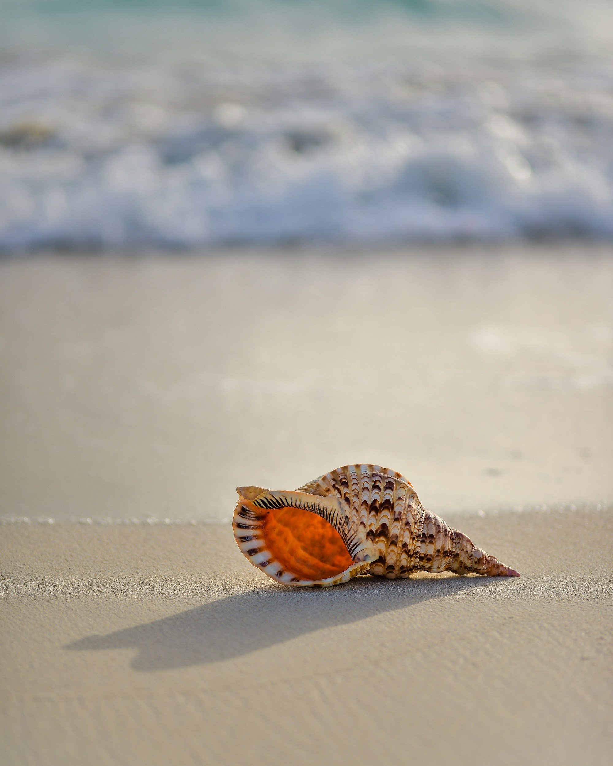 A seashell on the sandy beach with ocean waves in the background.