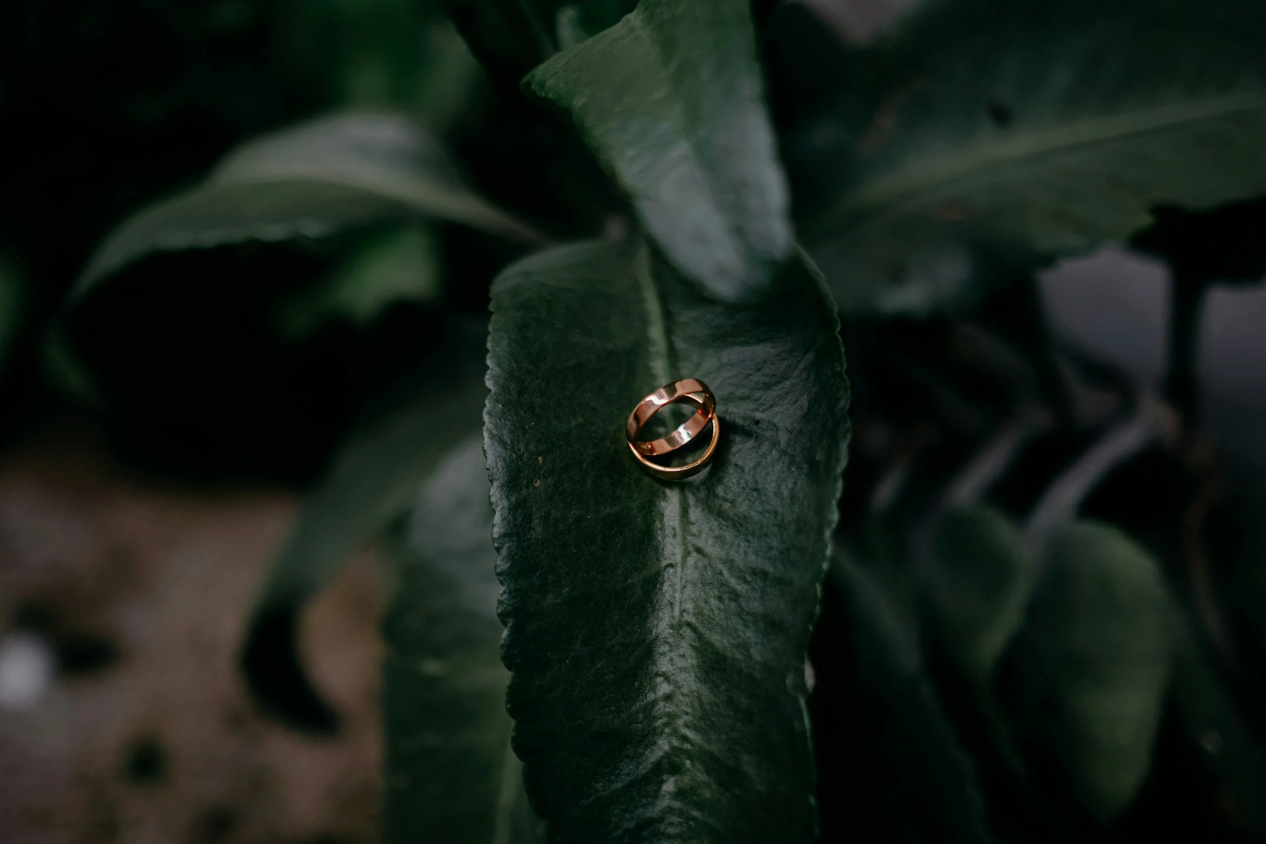 A gold ring on a dark green leaf of a houseplant.