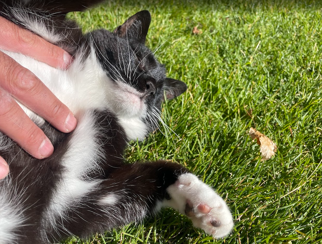 A black and white cat lying on its side in green grass, being gently stroked by a person's hand, with a few brown dried leaves nearby.